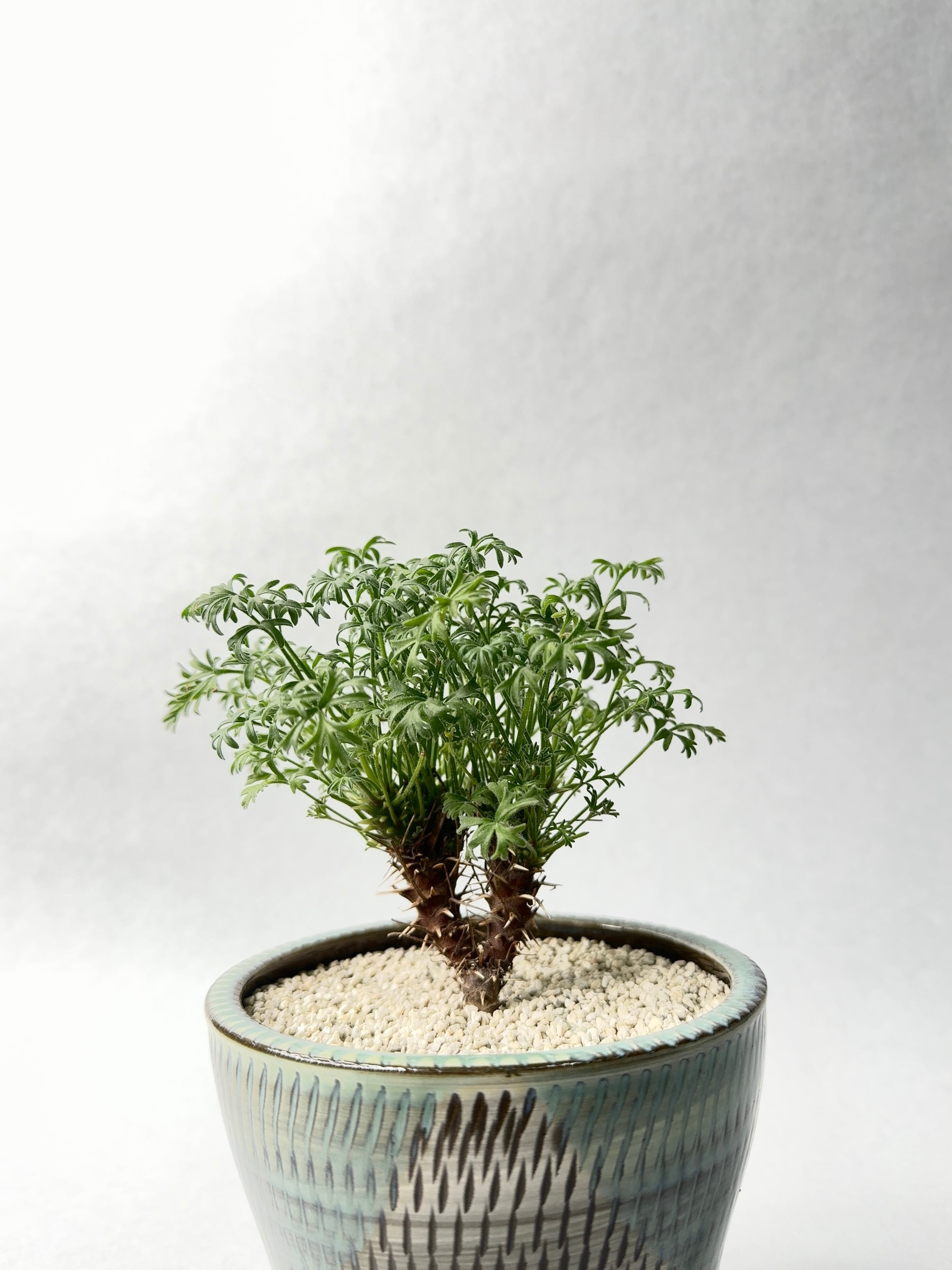 ペラルゴニウム・ヒストリクス | trigger