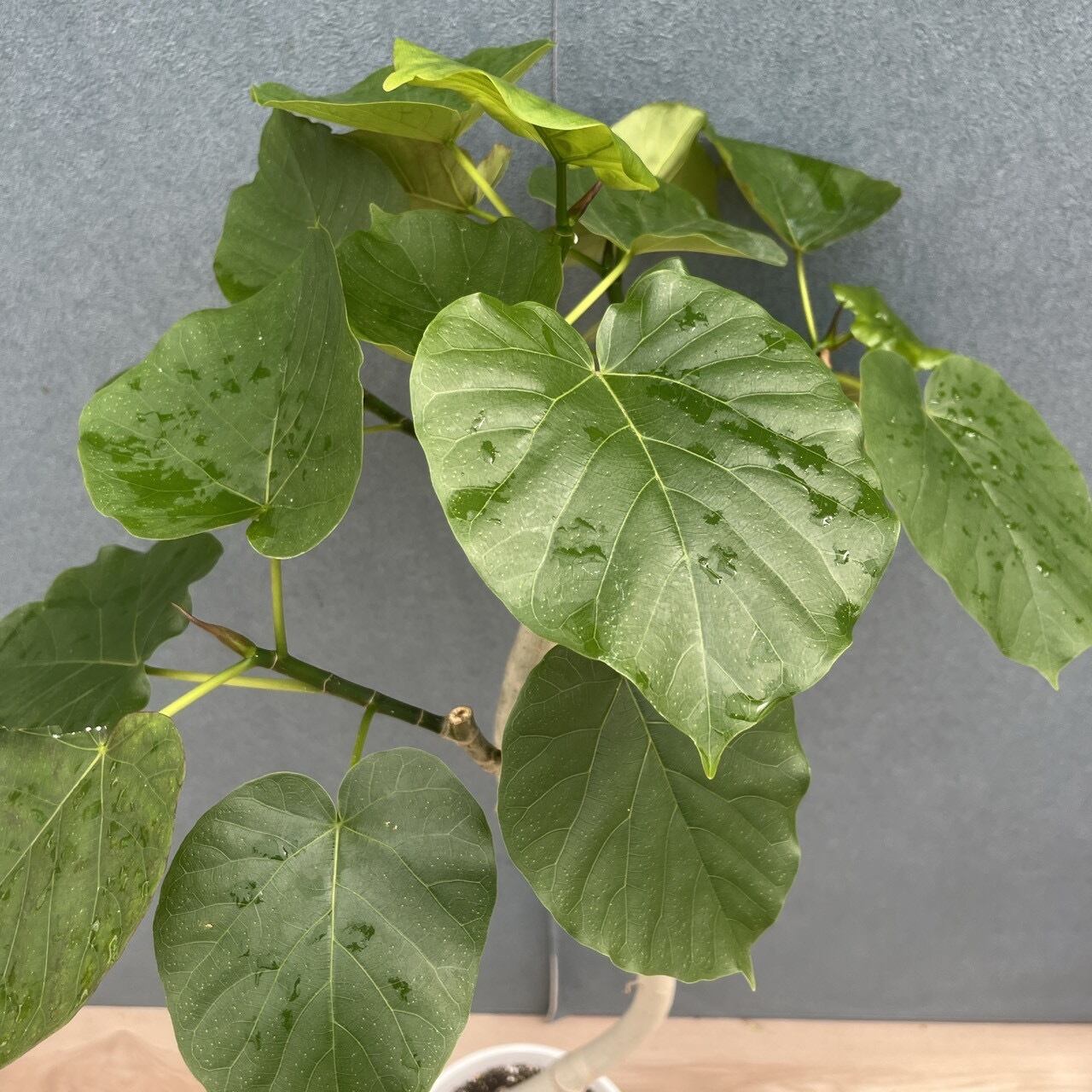 現品］M フィカス ウンベラータ 曲がり 7号 観葉植物 室内 ゴムの木