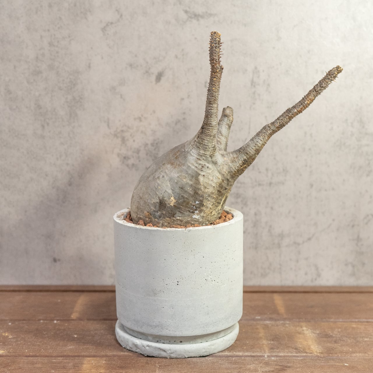 【現物/胴回り32㎝】パキポディウム・グラキリス。根腐れを防ぐ独自配合の用土で、初心者の方でも安心して塊根植物の育成を始められます|虫発生抑制