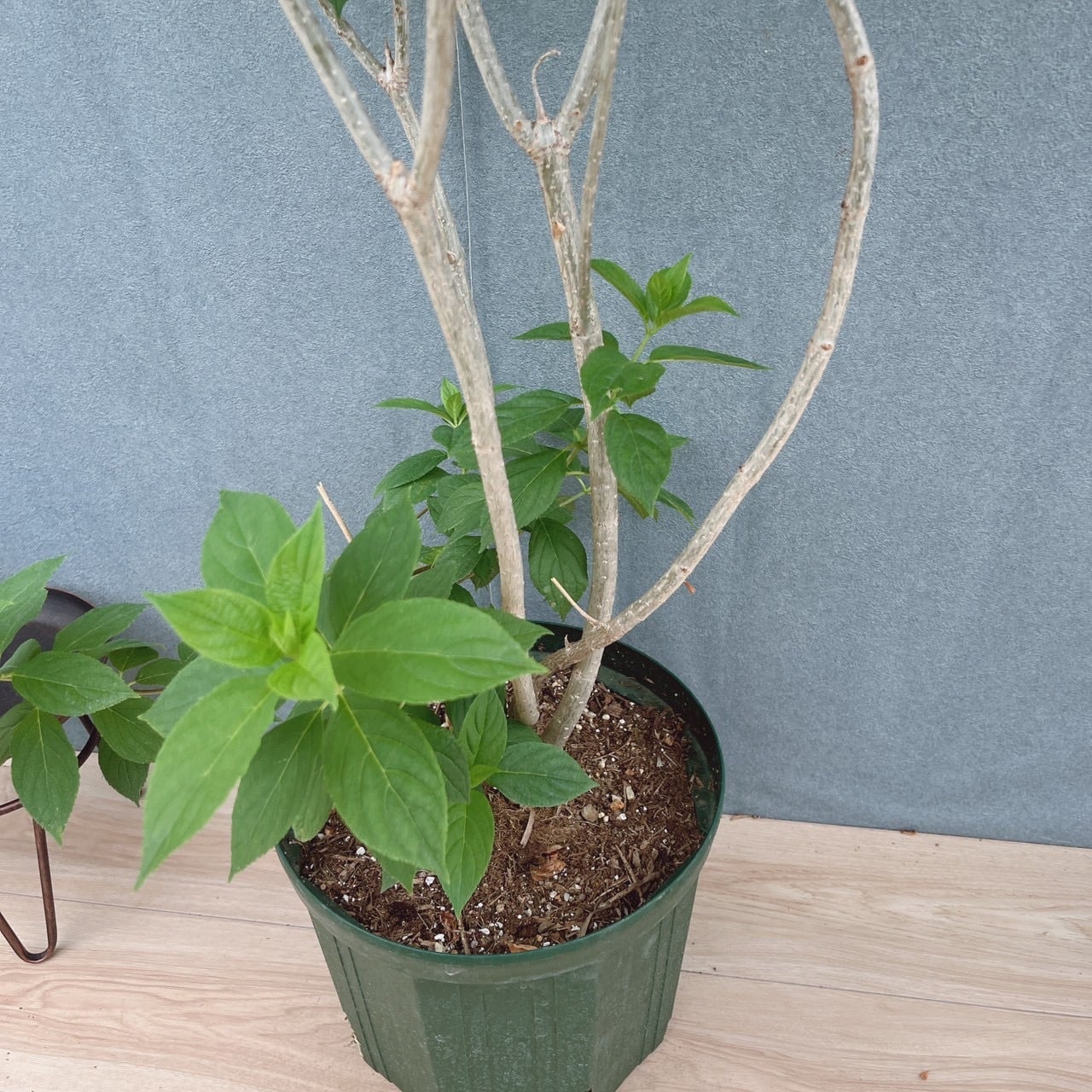 現品］ピラミッドアジサイ 9号 植物 紫陽花 ノリウツギ 落葉低木 | PF