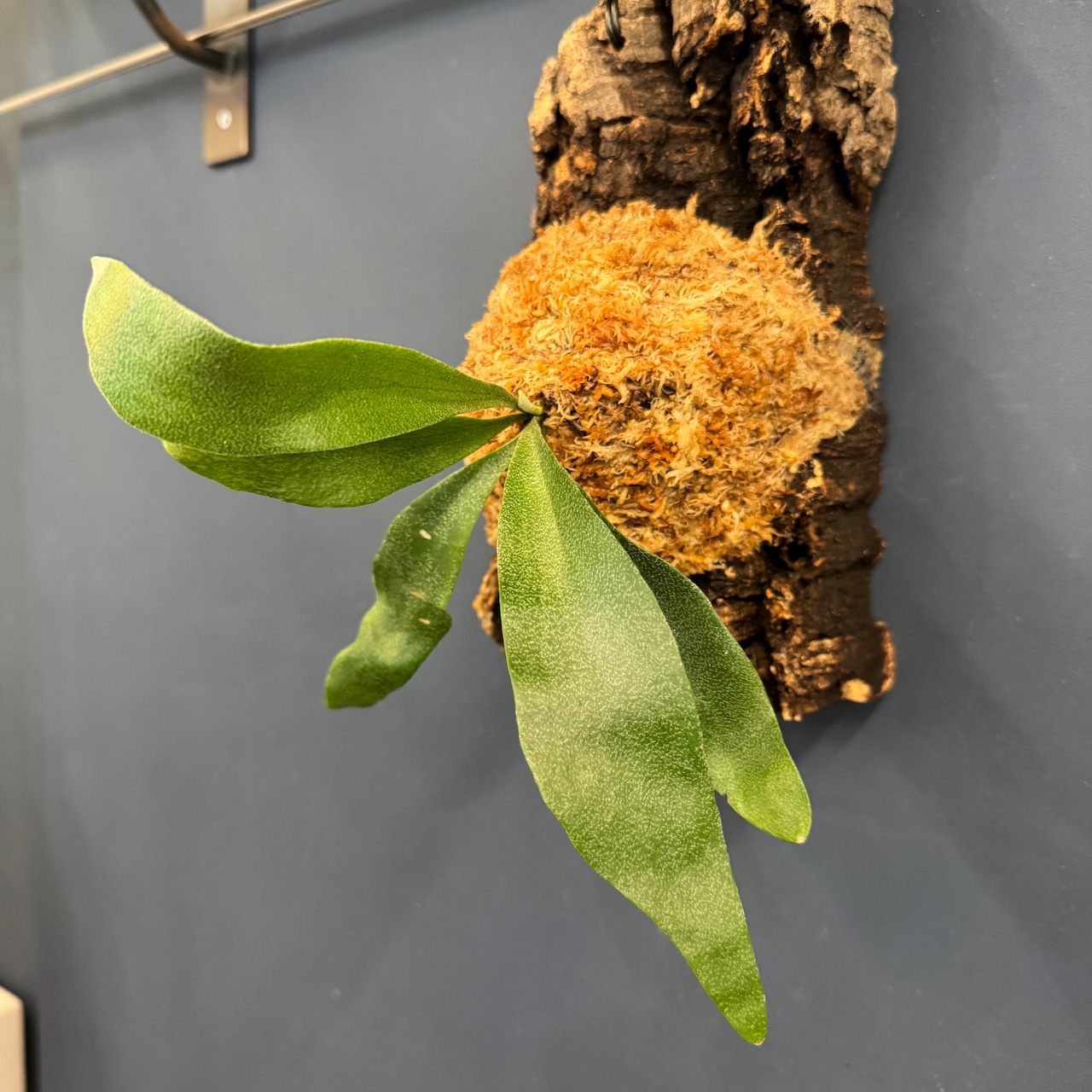 ビカクシダ Pegasus 板付け (コルク)【899】