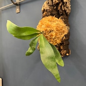 ビカクシダ Pegasus 板付け (コルク)【899】