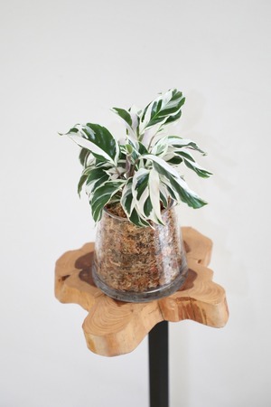 【S】カラテア ホワイトフュージョン　※土不使用