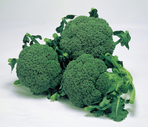 ブロッコリー「緑嶺」（P5000粒） 画像