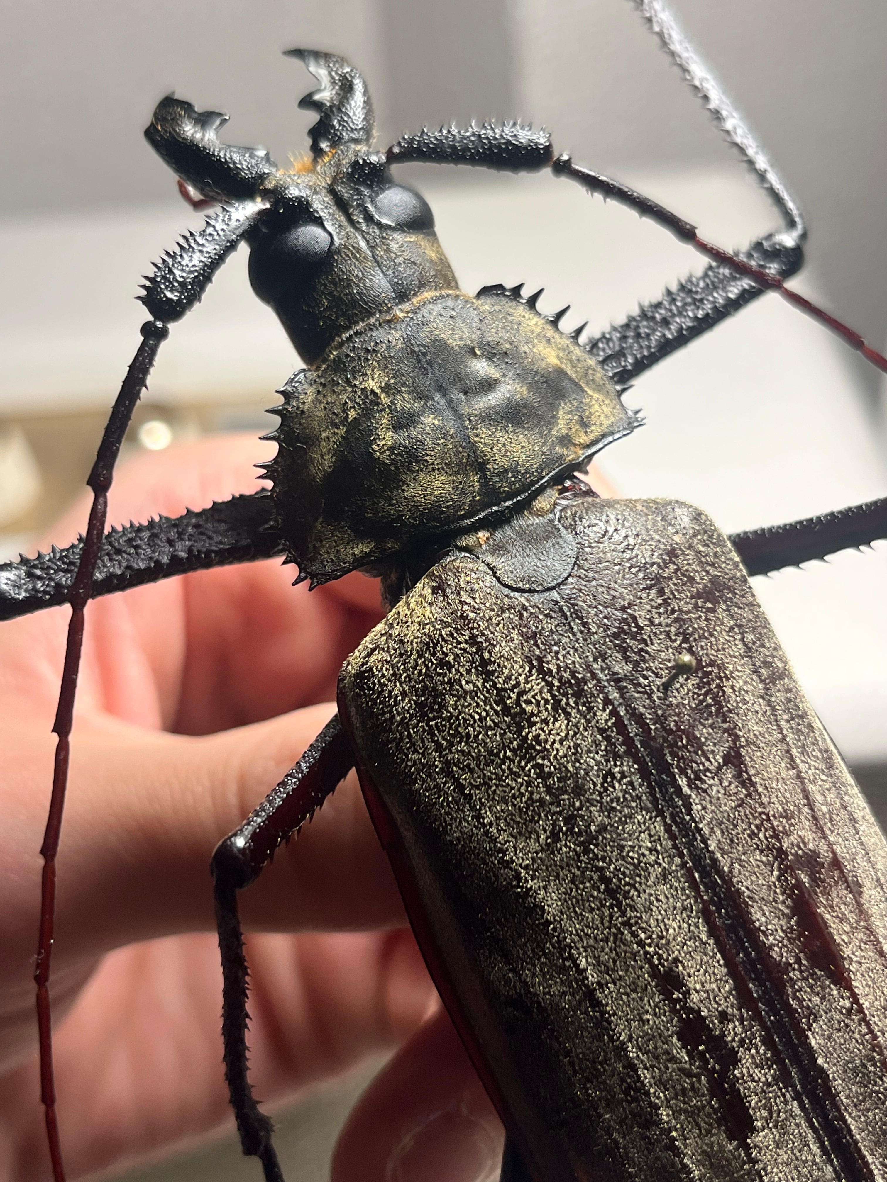 125mm♂】スジバネトゲフチオオウスバカミキリ ブルウスバカミキリ
