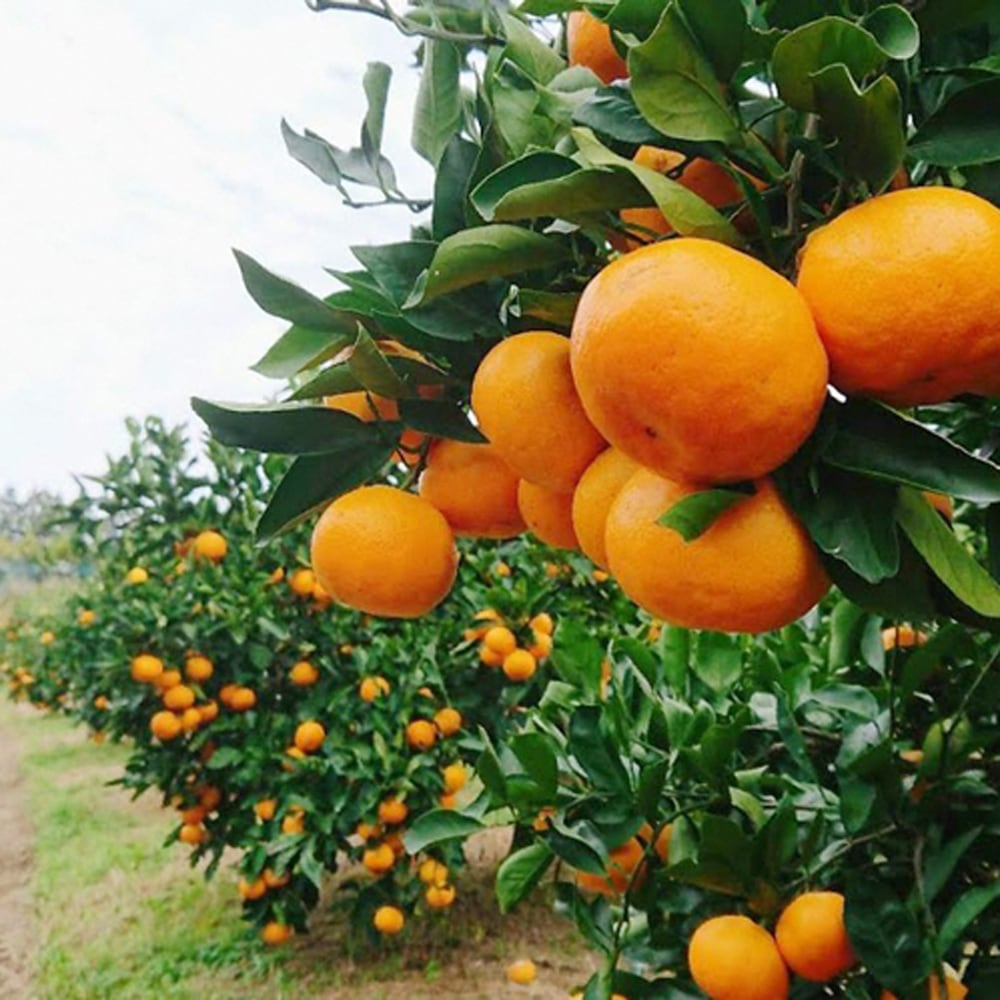 琥太郎の母たん　和田果樹園の果物　10kg CATEGORY 果物 | 和田果樹園