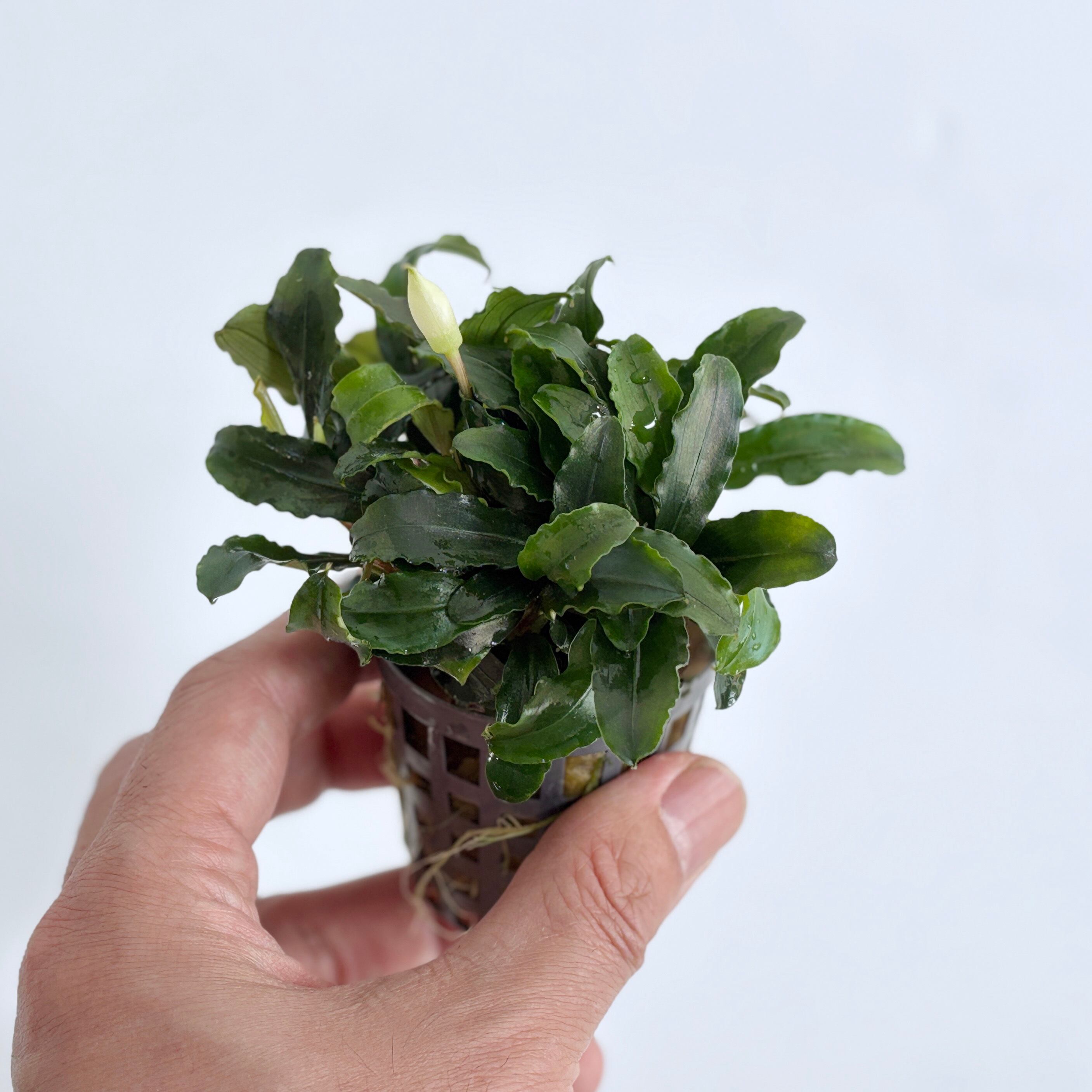 ブセファランドラ ティアグリーン【熱帯植物】 苔テラリウム作製