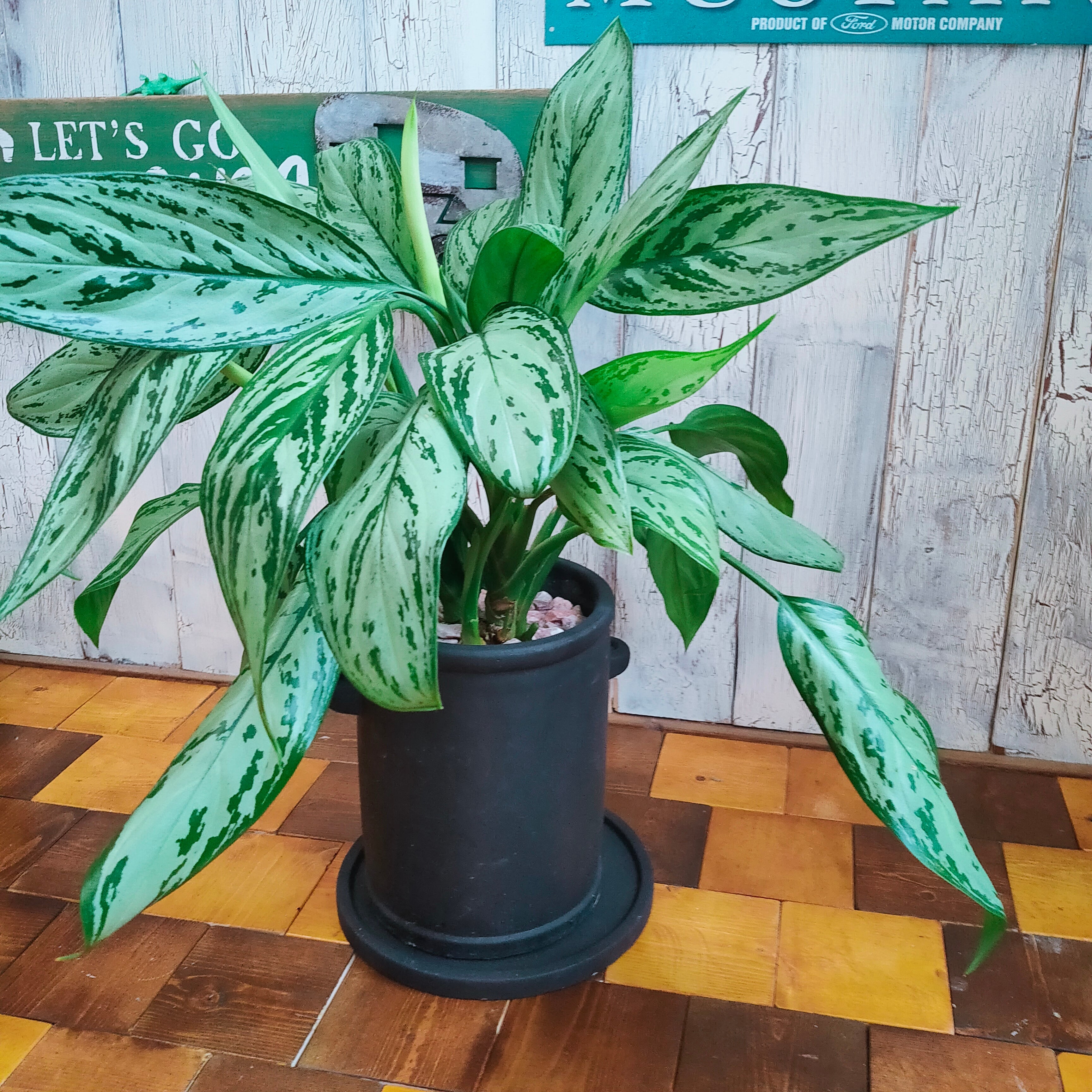 【観葉植物】アグラオネマ　シルバークィーン　受皿付 観葉植物】アグラオネマ シルバークィーン 受皿付 | 陽華園