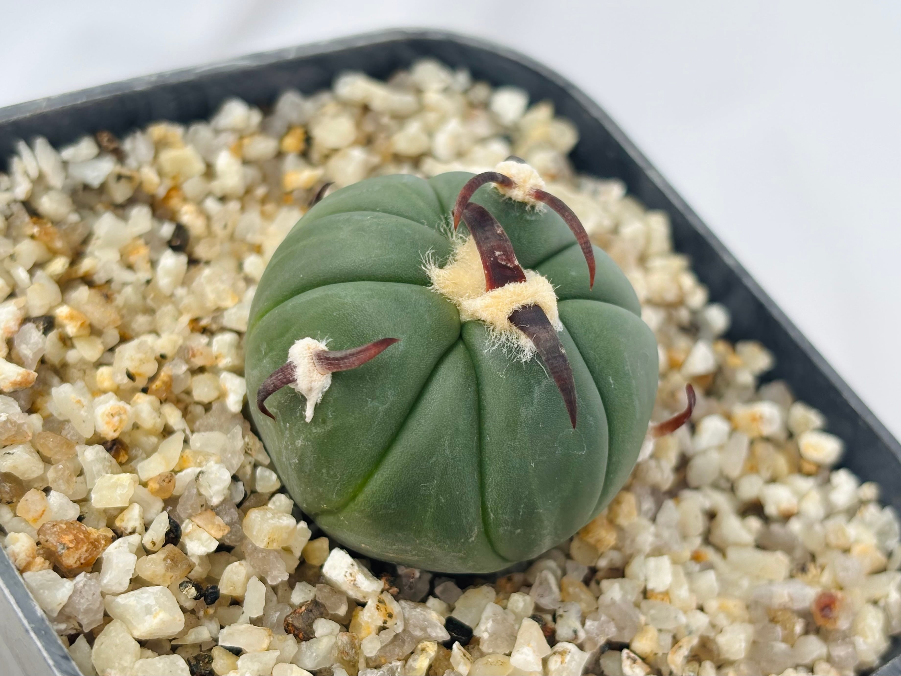 Echinocactus horizonthalonius エキノカクタス 黒刺 花王丸 サボテン