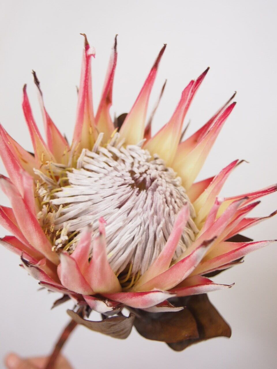 990円 店 単品ドライフラワー キングプロテア ピンク １本 オリジナル ドライスワッグ スワッグ 花束