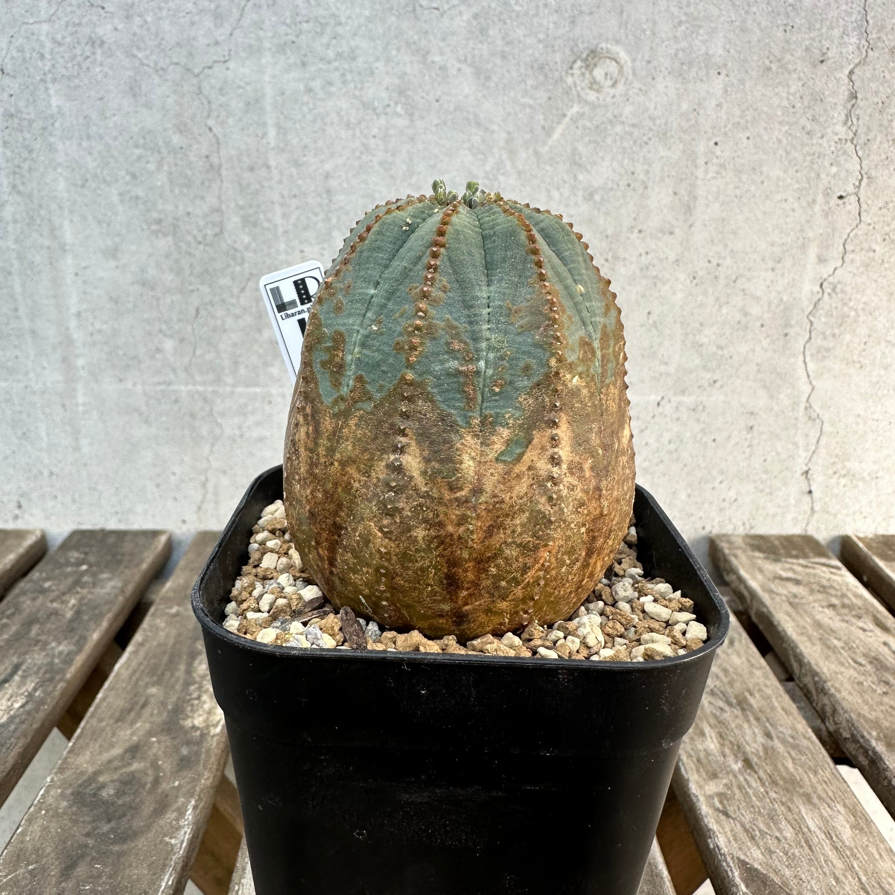 Obesa | Libaran_Plants〜ユーフォルビア オベサ 専門店オンラインスト〜