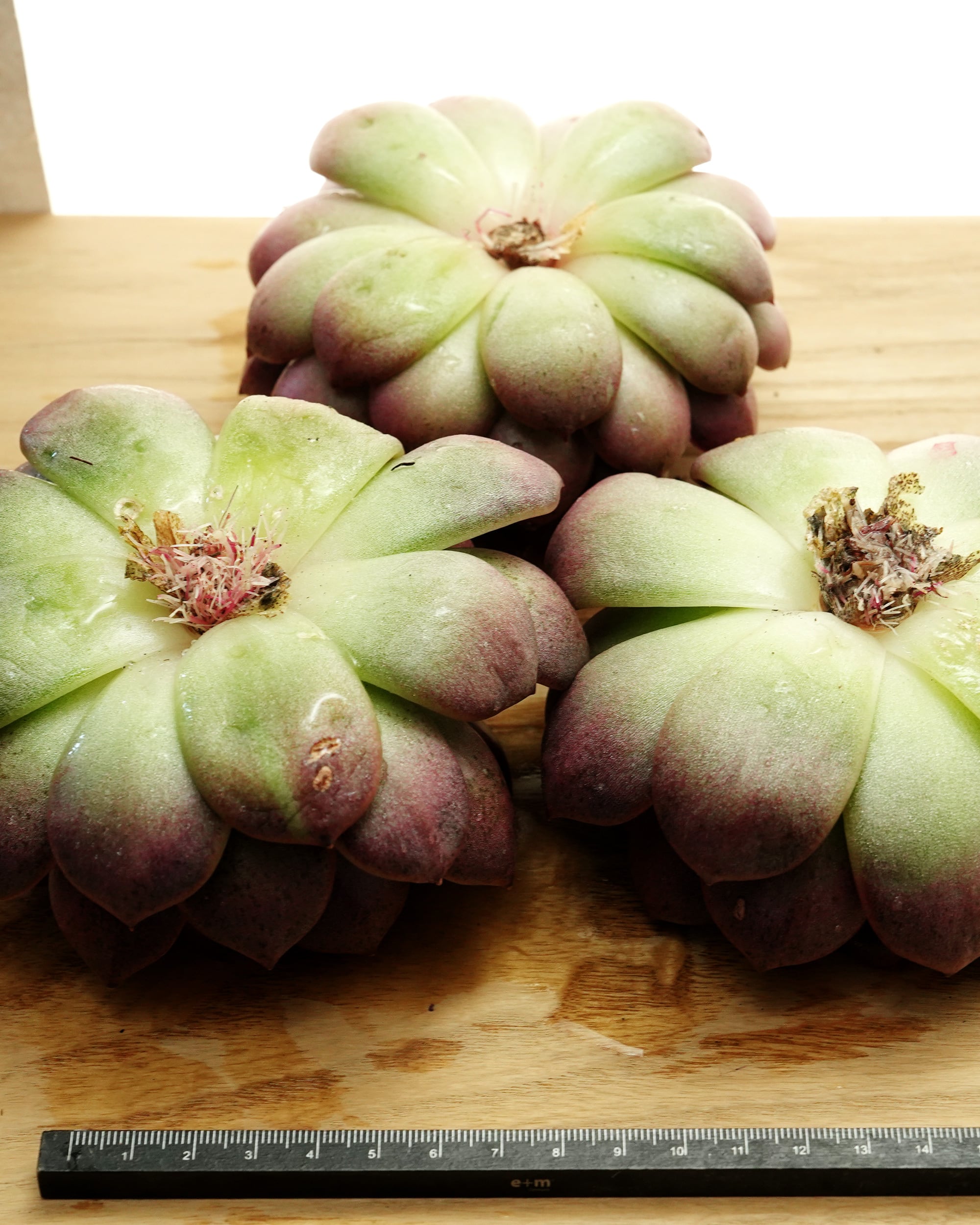 カット苗 ミスティッククリスタルオレンジ Echeveria 'Mystic Crystal