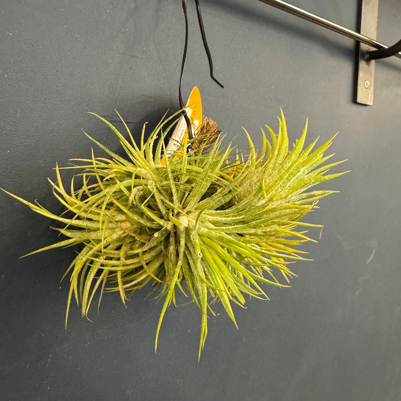 チランジア ハムエムラ ハンギング【355】