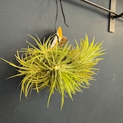 チランジア ハムエムラ ハンギング【355】