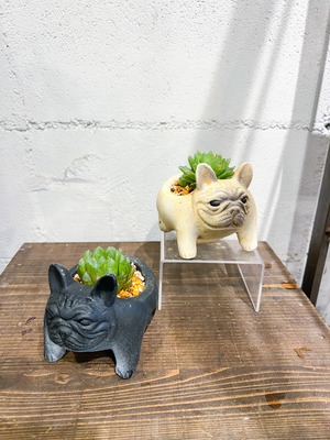 ブルドック鉢×多肉植物