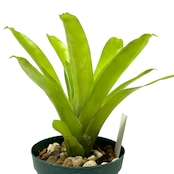 エクメア gamosepala (Brazil) 【677】