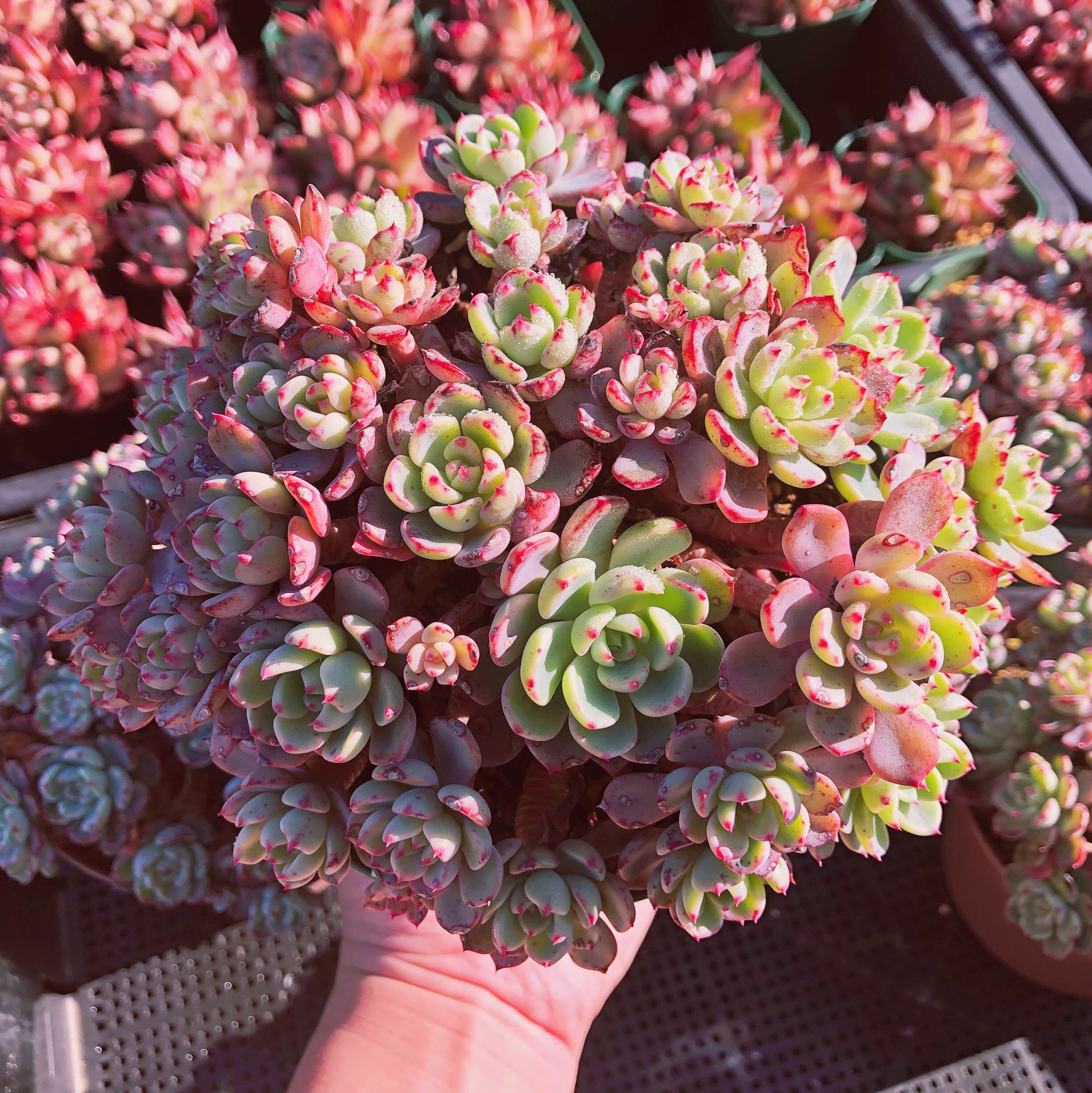 多肉植物　nanafukumini 特大群生　抜き苗