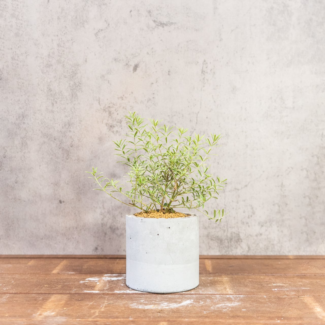 ウエストリンギア・ライムライト｜細葉が美しい爽やかグリーンのインテリア植物【虫発生抑制／手づくりモルタル鉢】