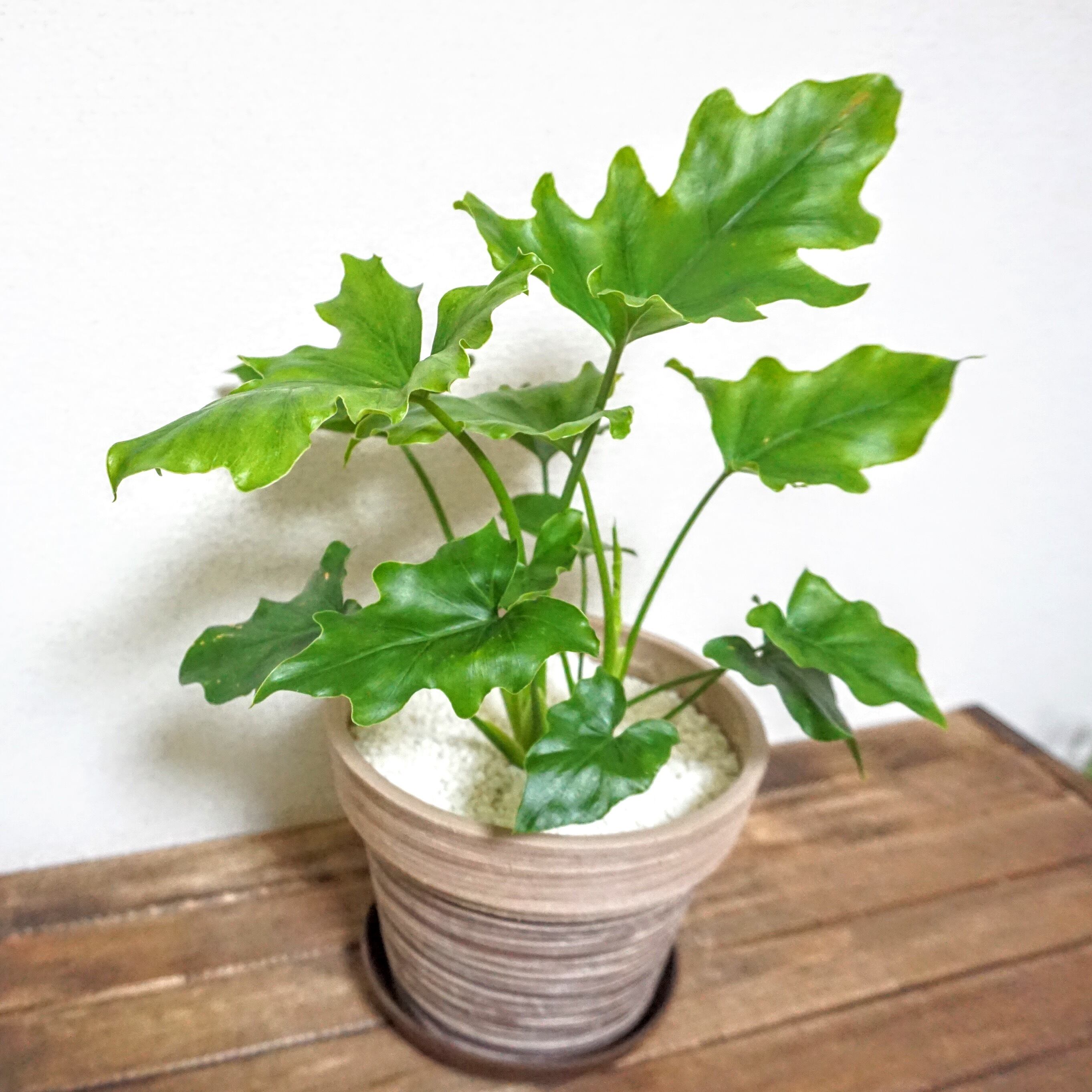 フィロデンドロン セローム 観葉植物 Plants Link