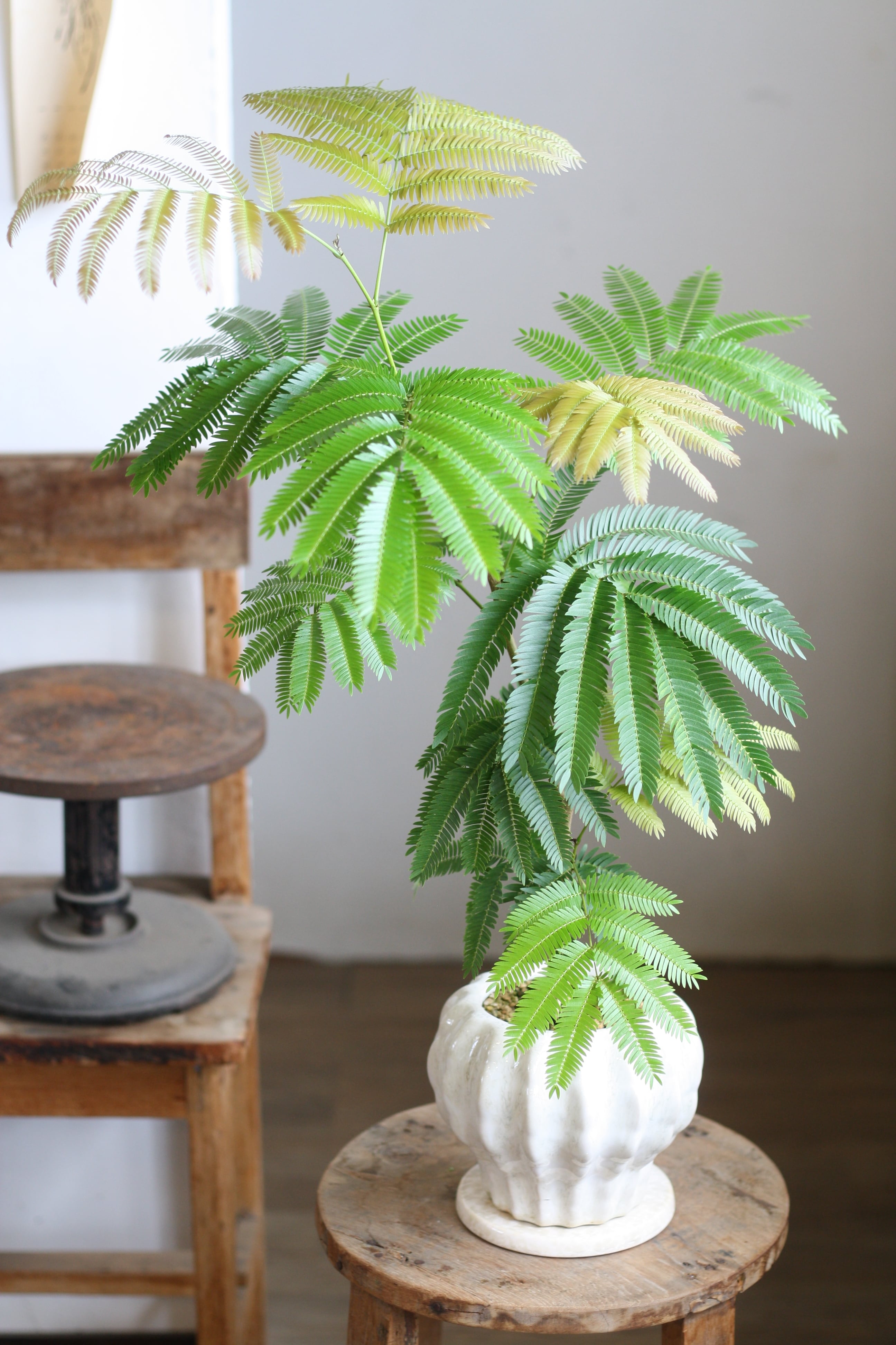 P. Willinckii cv. Sailor Mercury (OC) 【artPLANTs/PLANTS GARAGE