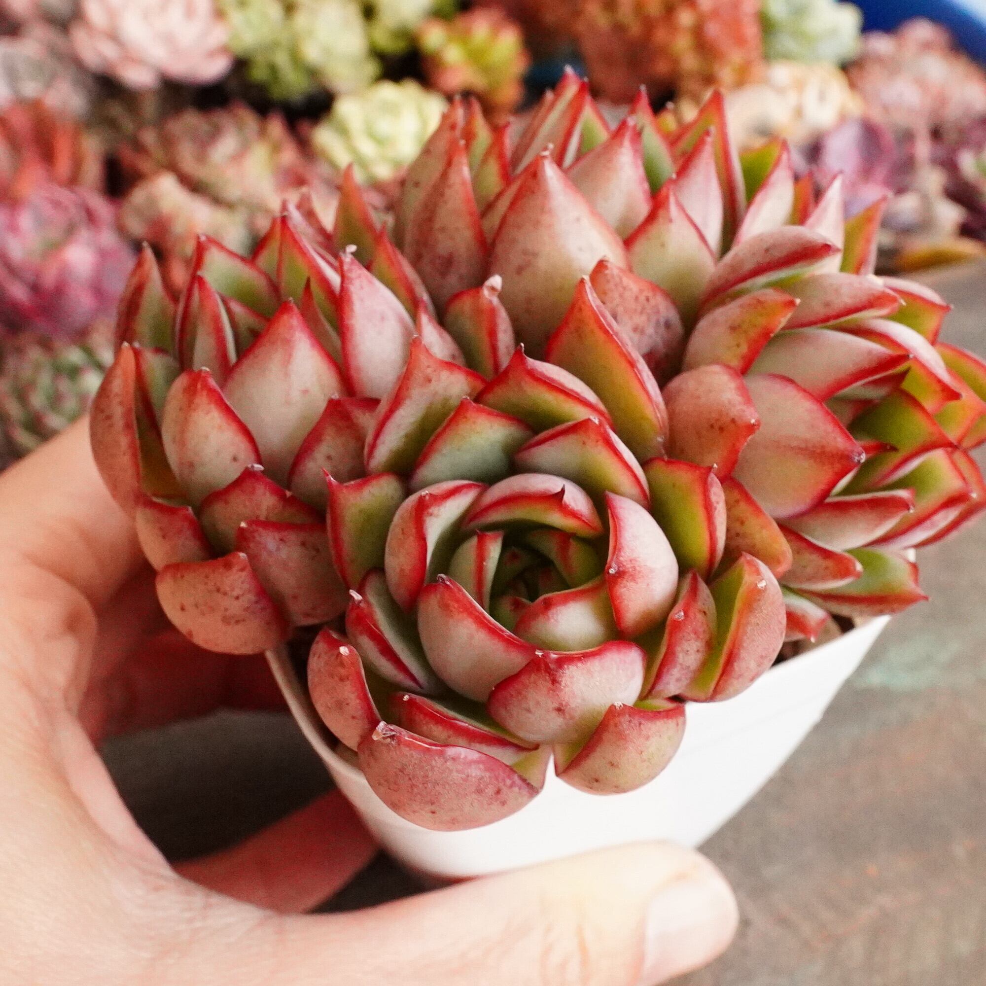 すべての商品 | E-TANIKU