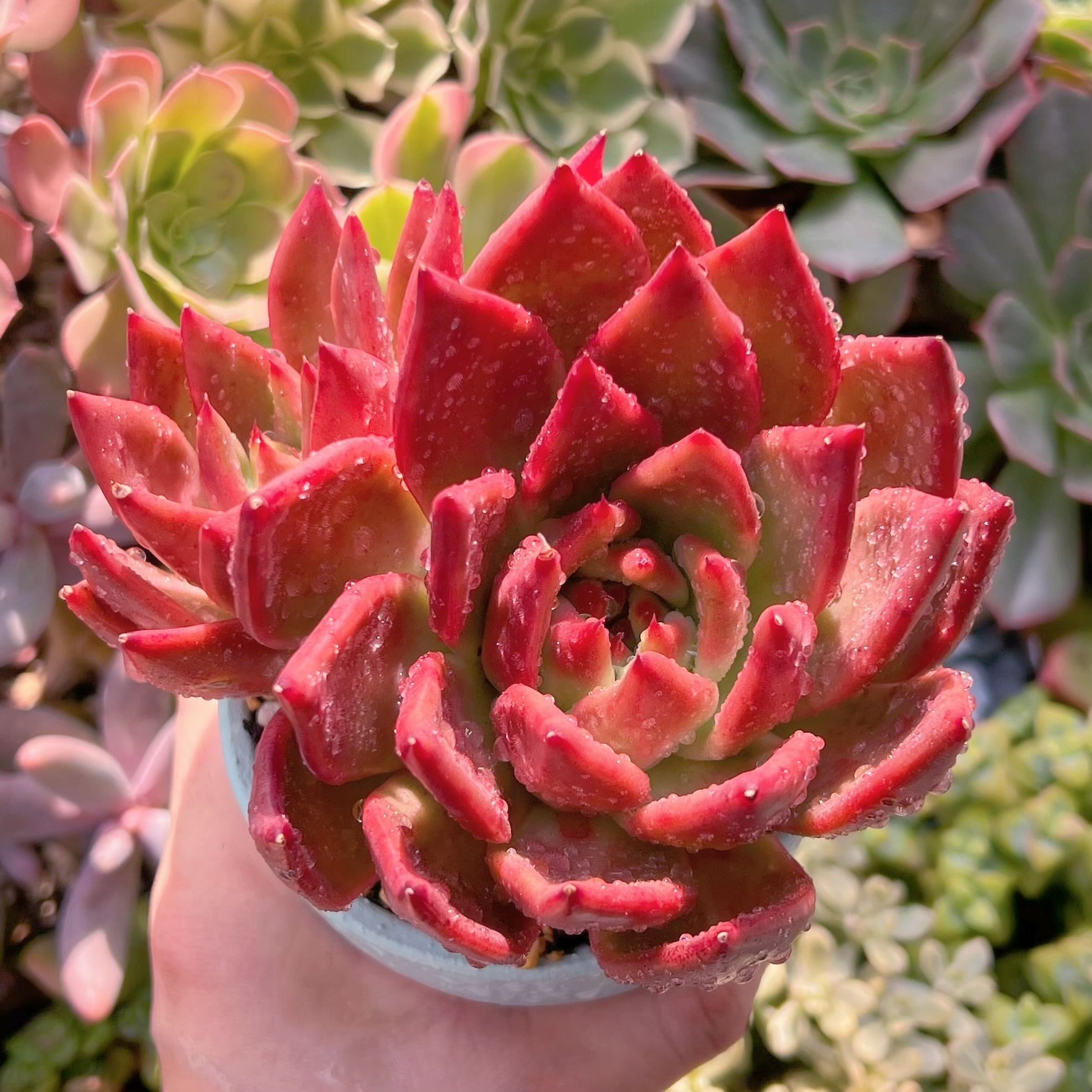 多肉植物　アメストロー　特大　新入荷　るる農園