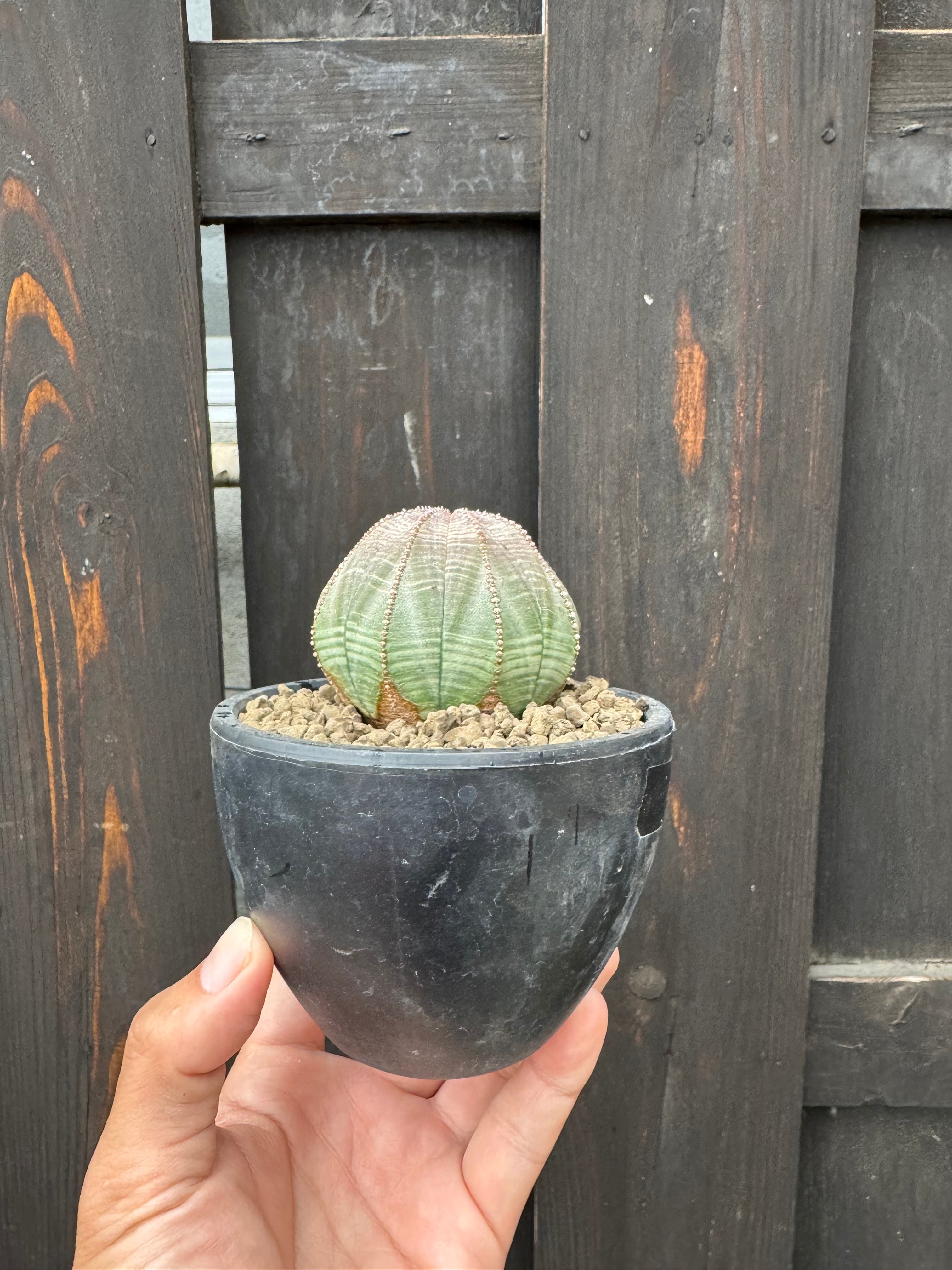 塊根植物 -caudex- | 青坊主-aobouzu-