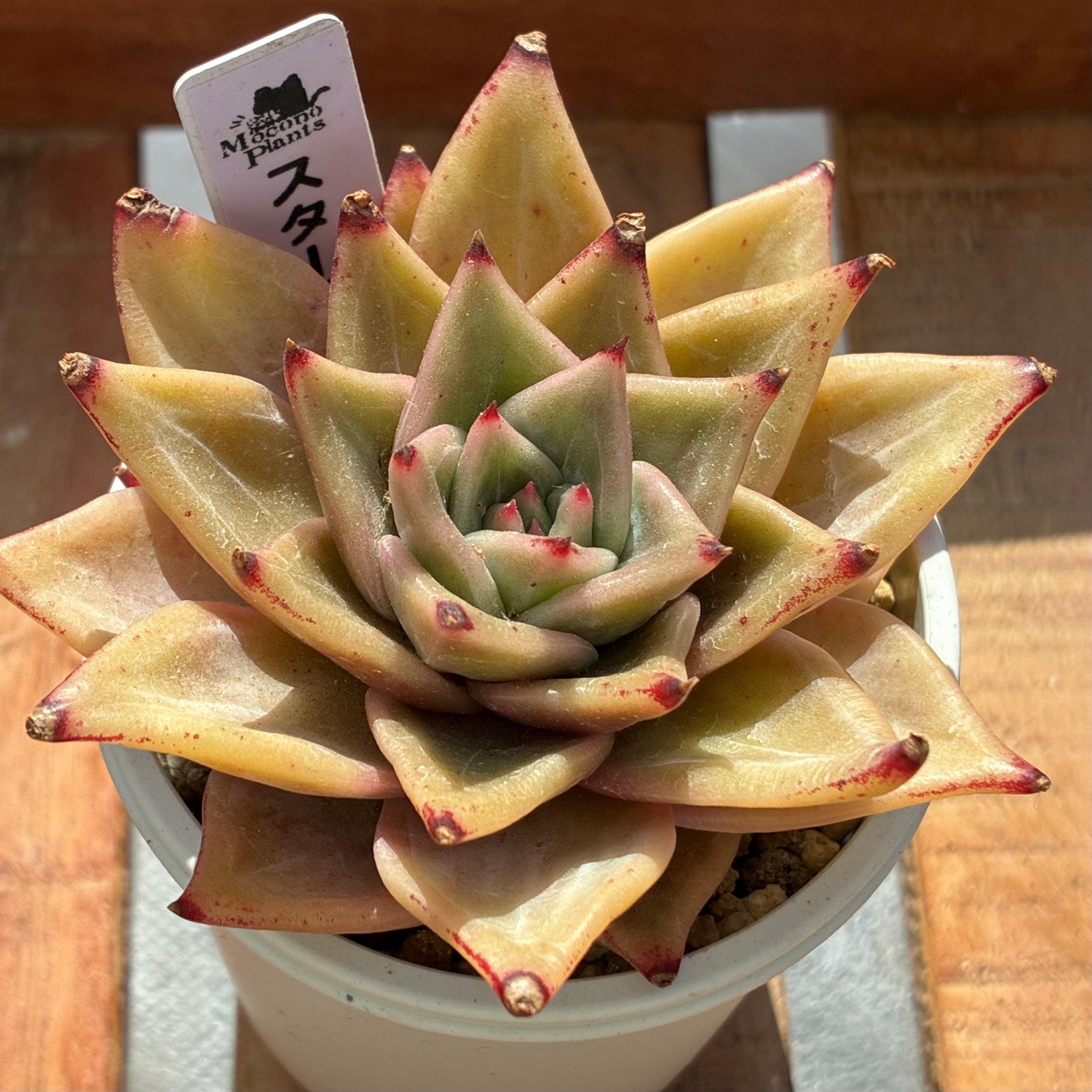 ハオルチア 三仙寿錦 | mocono_plants