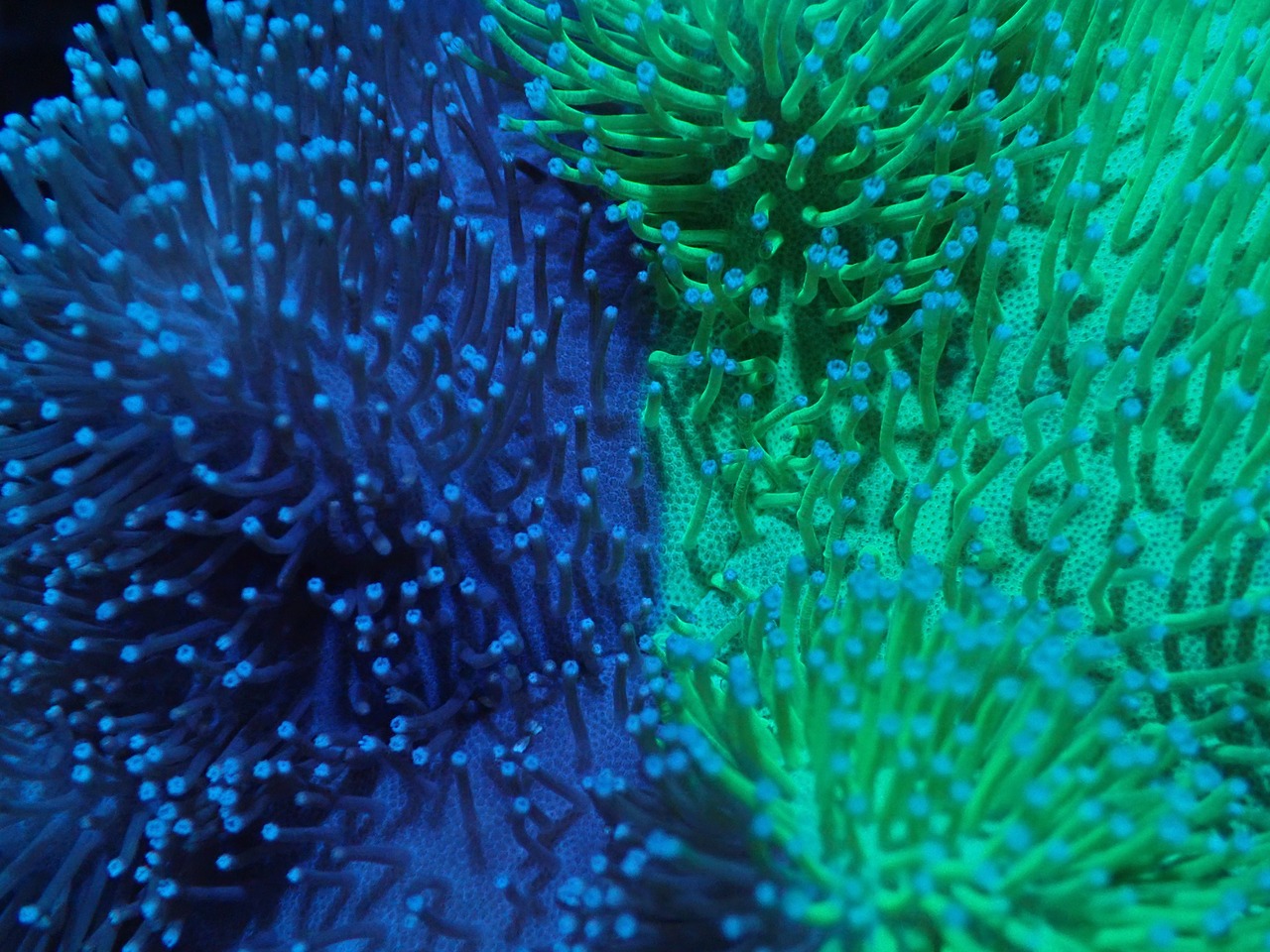 【現地買付】GraftedToadstool