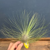 チランジア　フィリフォリア【627】