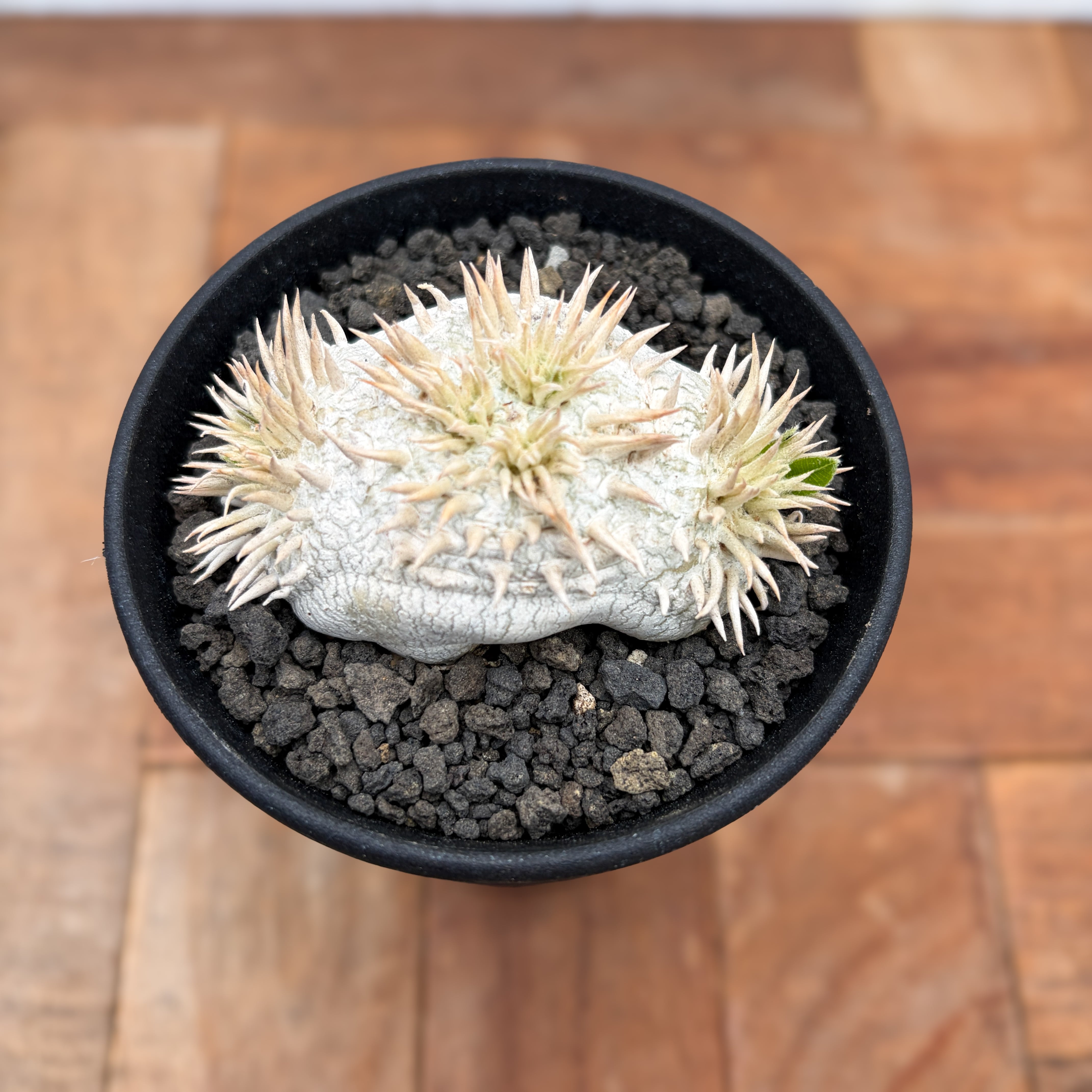 Pachypodium brevicaule ssp . Leucoxanthum【パキポディウム