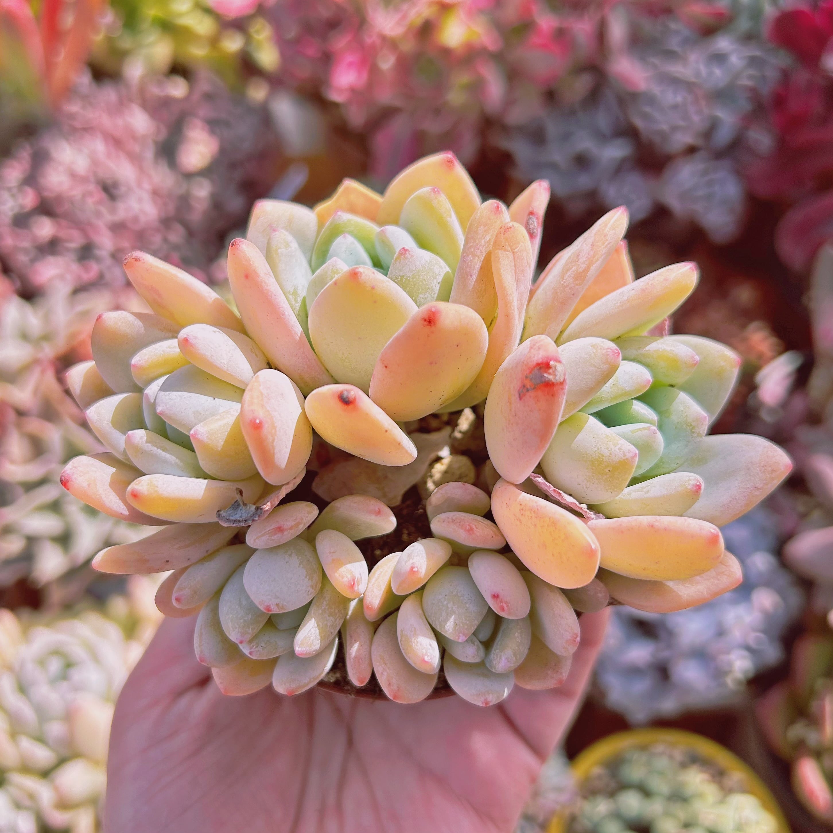 #331現物　多肉植物　ラウイx冷香　特大