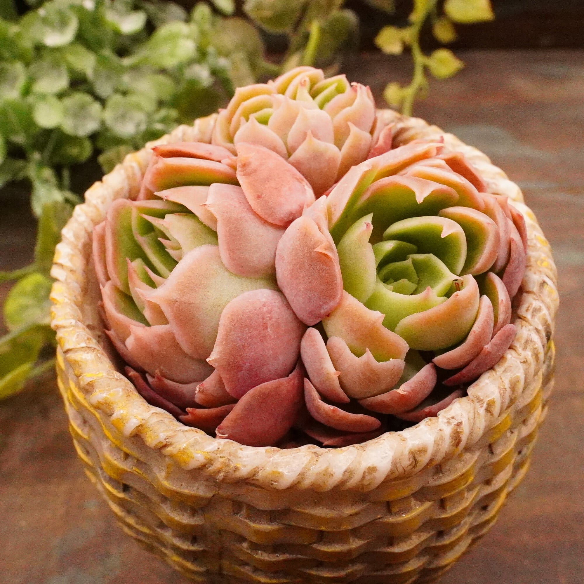 ピンクチップ錦♥マジョリカ様専用♥ 多肉植物 エケベリア 【公式通販】