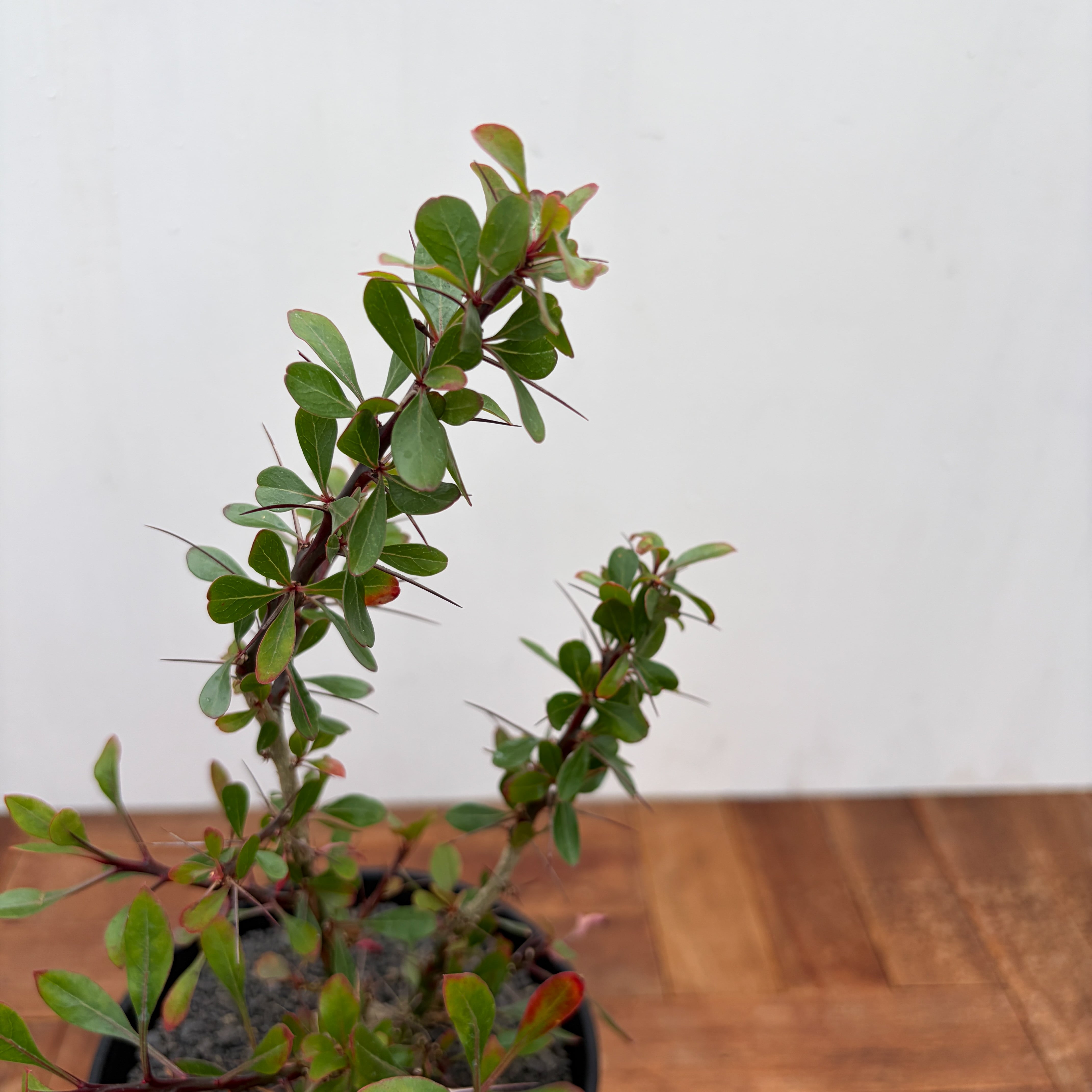 Fouquieria fasciculata【フォークイエリア・ファシクラータ・実生