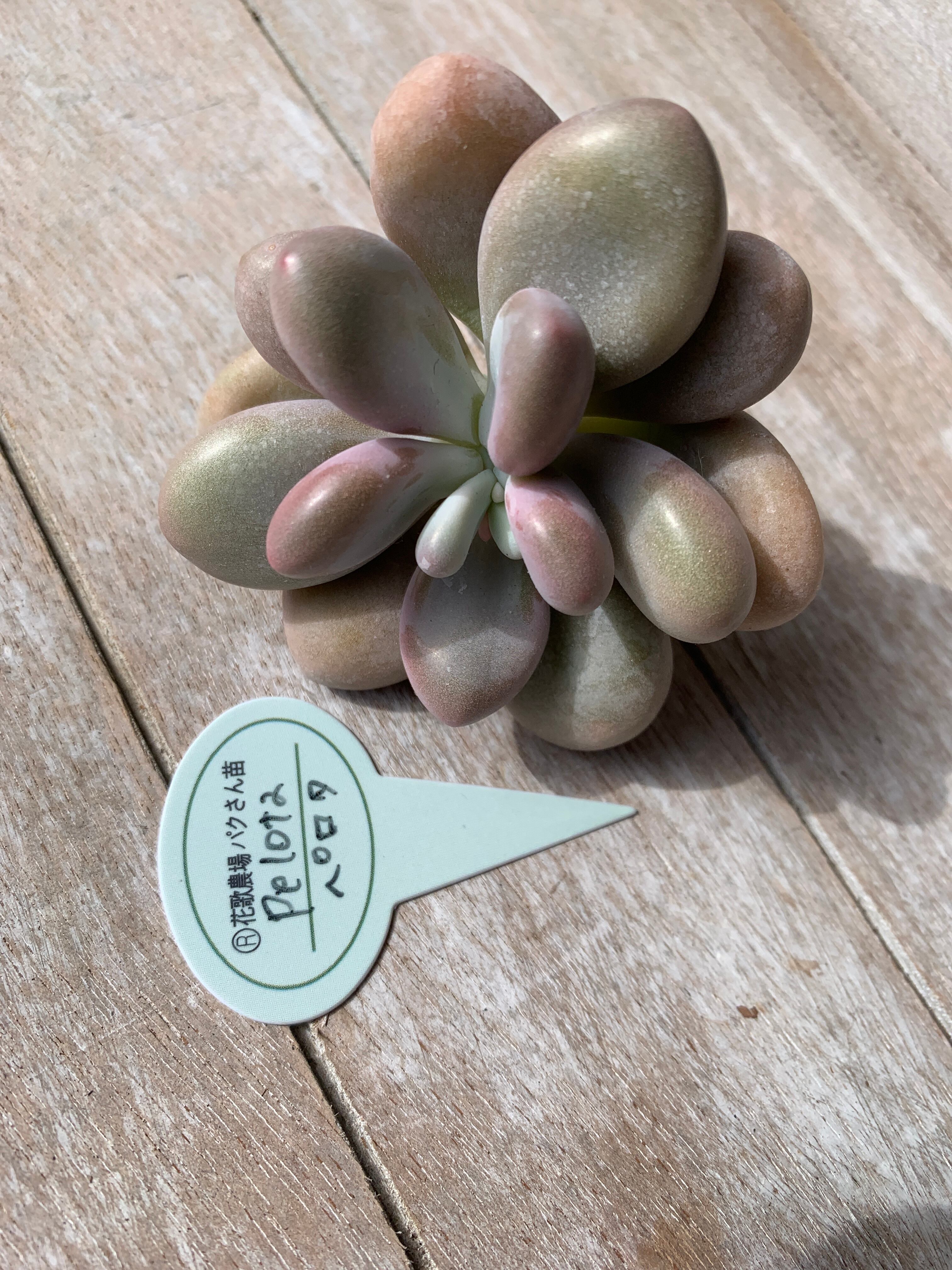 確認用ペロタ 花歌農場 パクさん苗 パクさん苗*ペロタ | apollo succulent