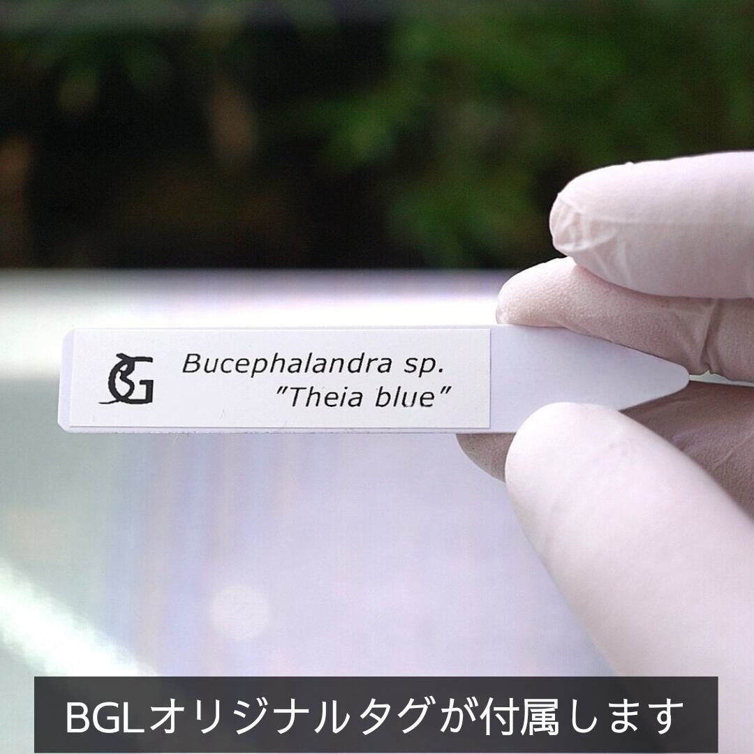 一点物】Bucephalandra sp.”Theia blue” No-001 | ブルーゲッコーラボ