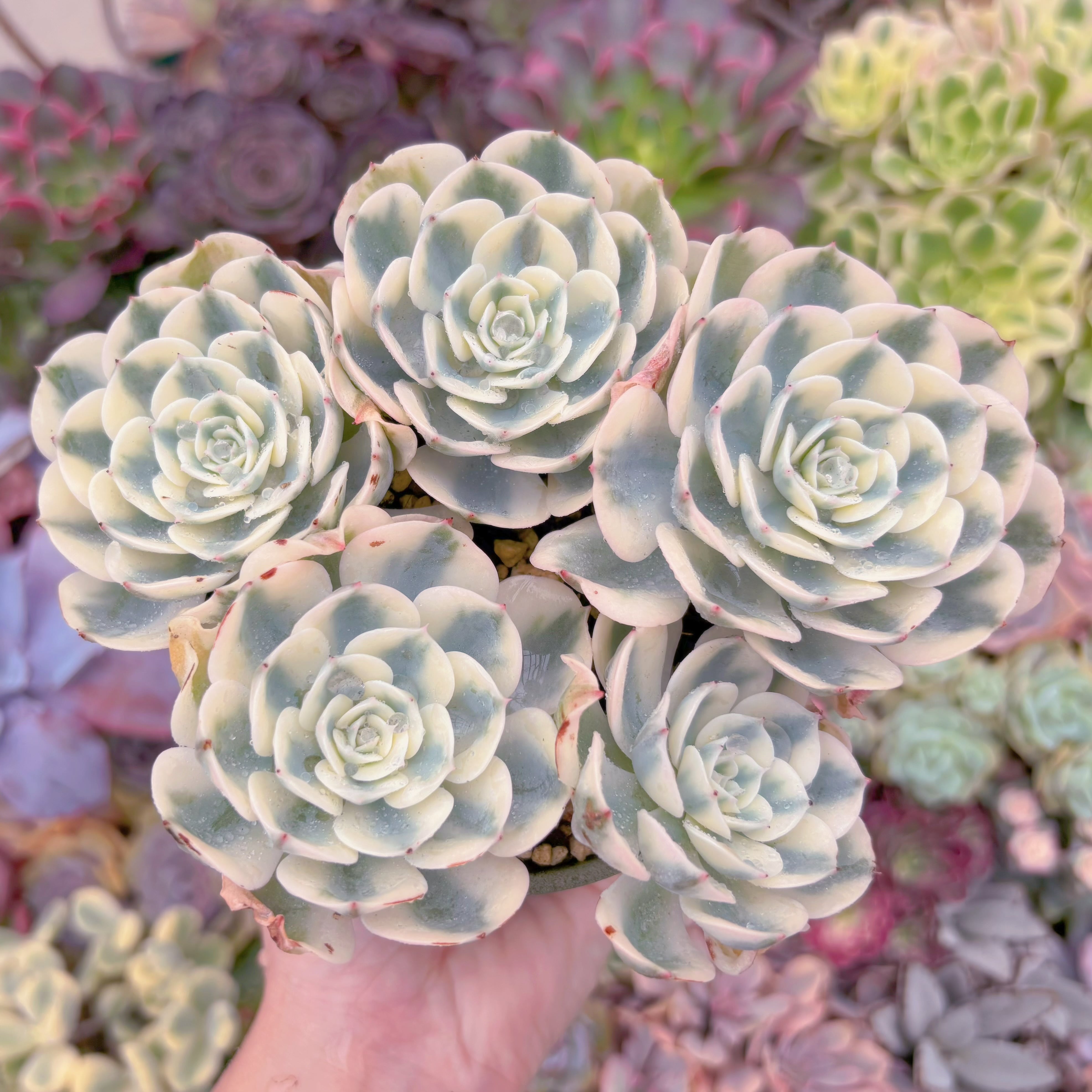 現品　ルノーディーン錦 #734　大群生　新入荷　るる農園