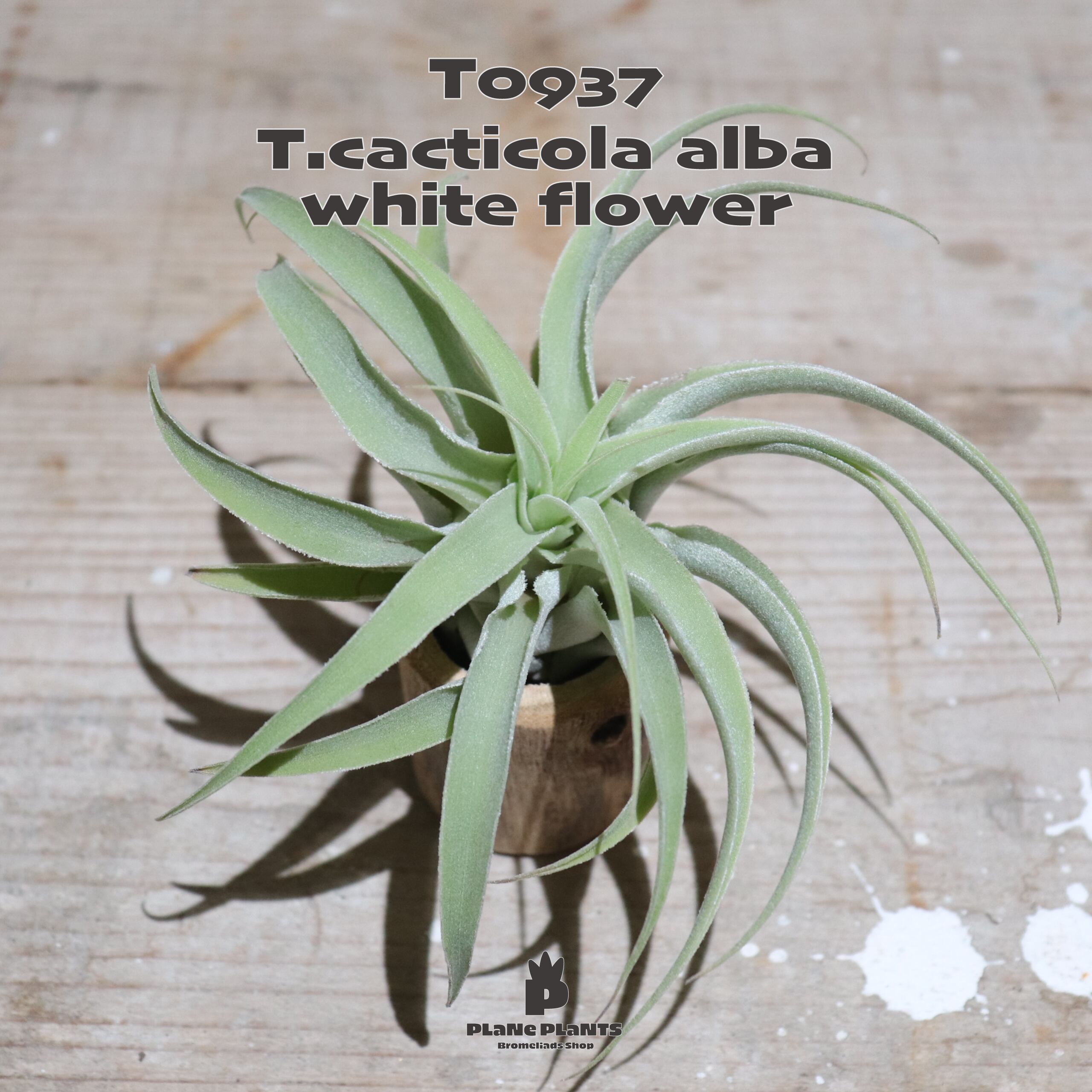 【送料無料】cacticola alba (Casper)〔エアプランツ〕現品発送T0937