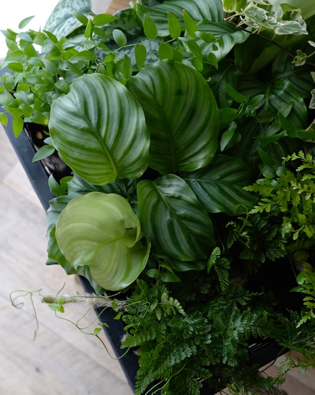 【φ40cmリース用】観葉植物のシンプルなグリーンリースセット