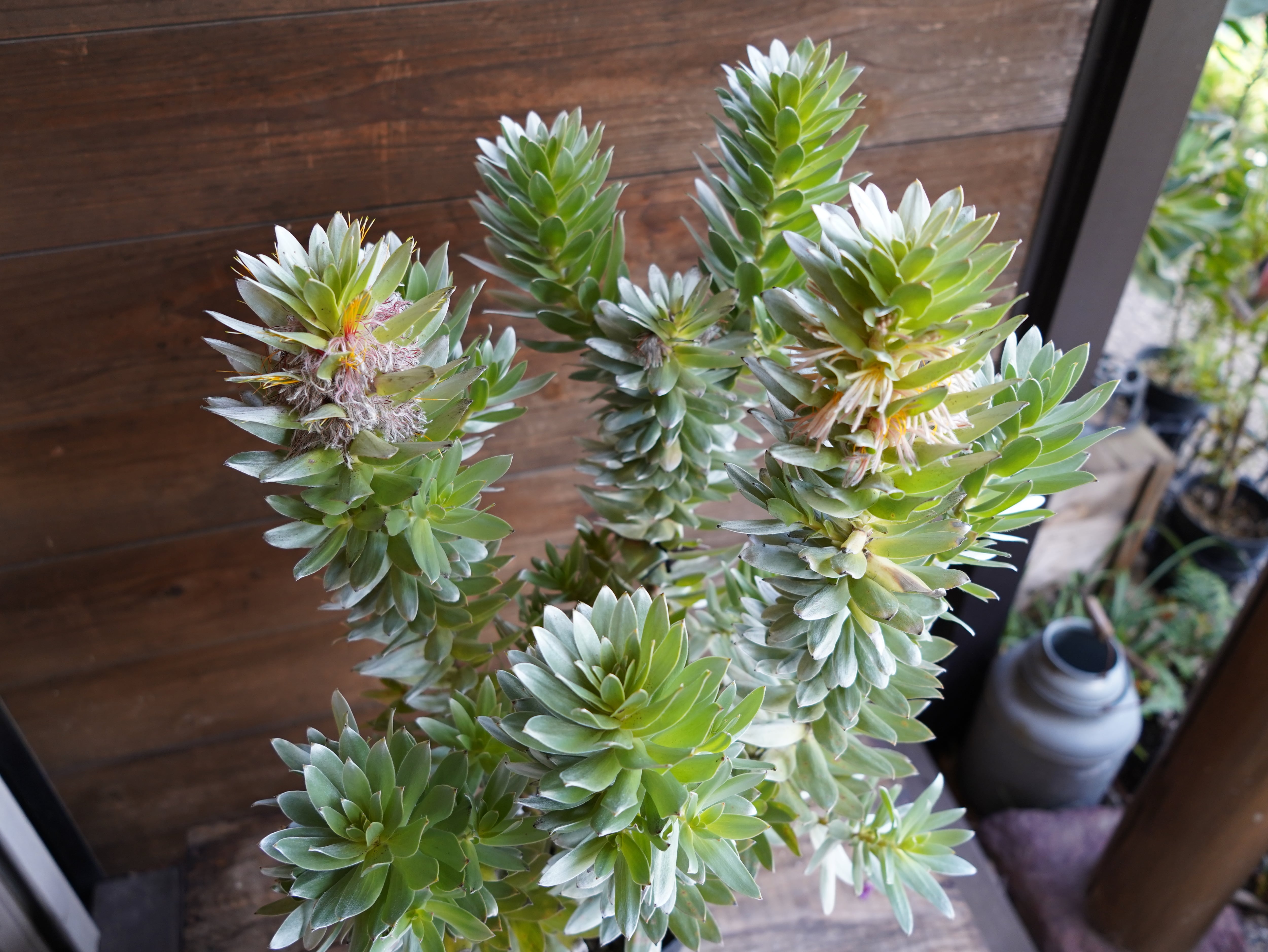 【現物】ミメテス　”クラッカージャックシルバー”　C