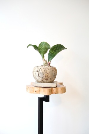 【S】サンスベリア マッソニアーナ/Sansevieria Masoniana ※陶器鉢付き