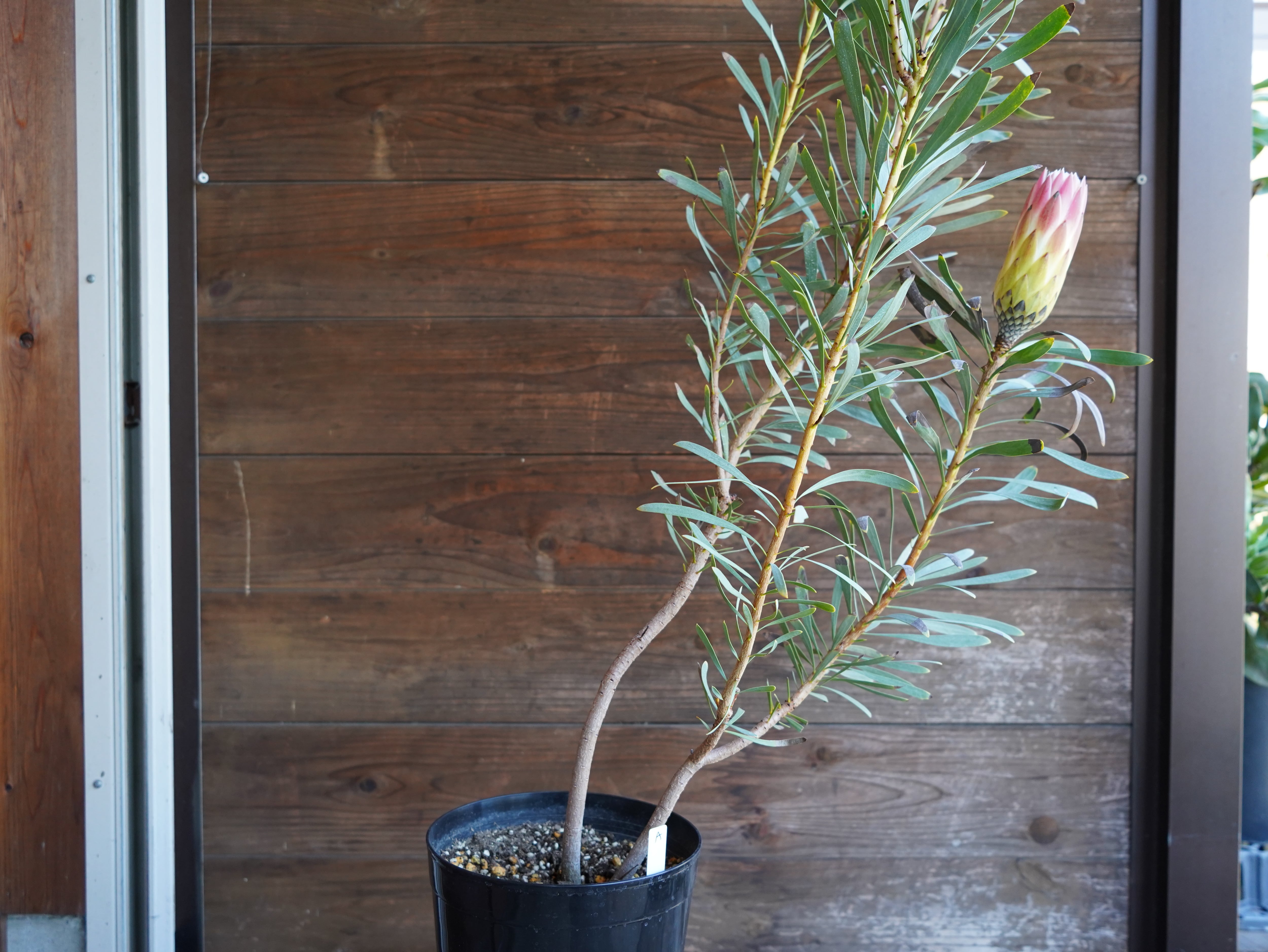 【現物】プロテア　”ルビーブラッシュ”　A