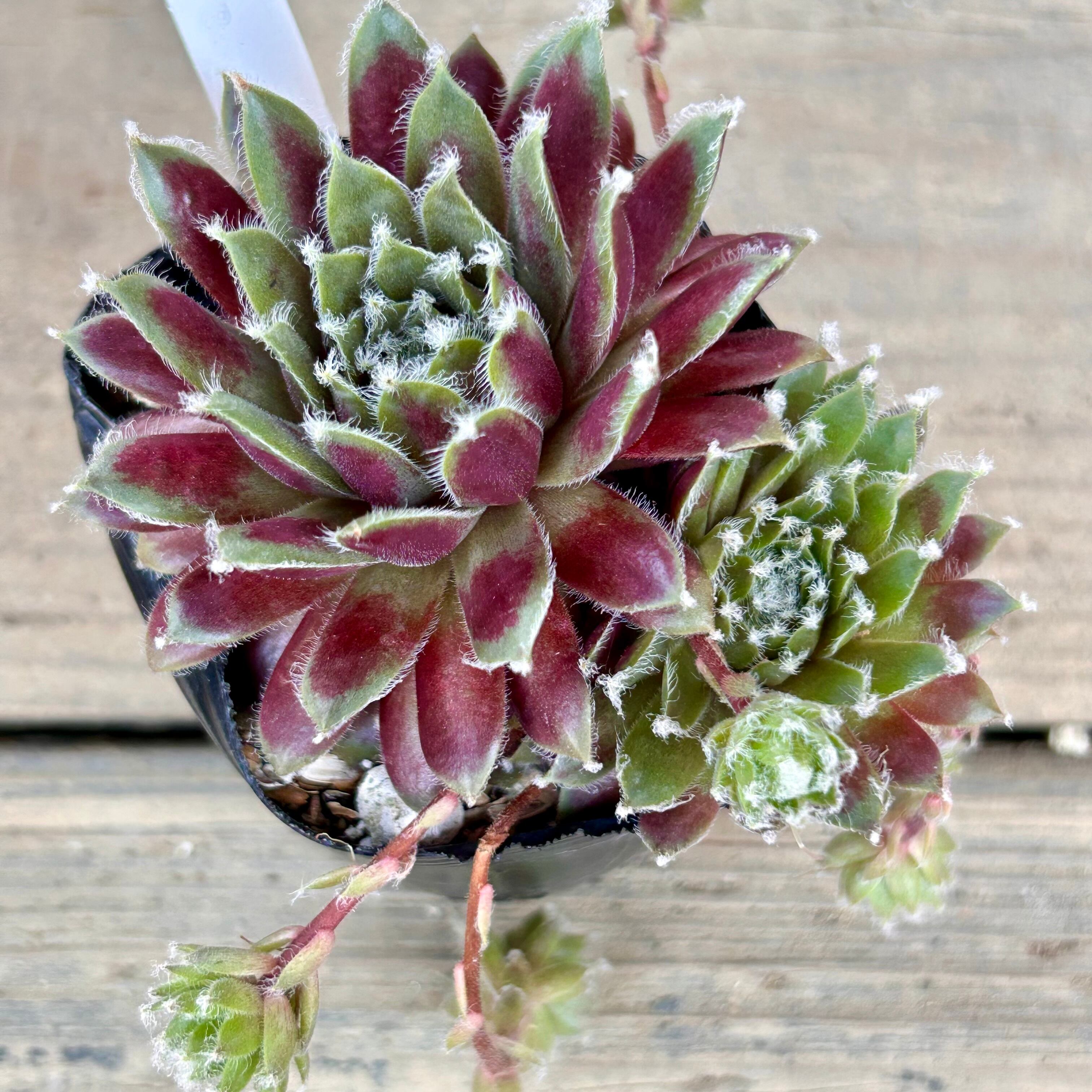 赤巻絹 センペルビウム | RuPo 多肉植物専門店