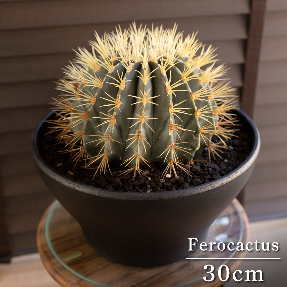 30cm 王冠竜 フェロカクタス ブルーバレルカクタス サボテン 10号 ドライガーデン 0411BK