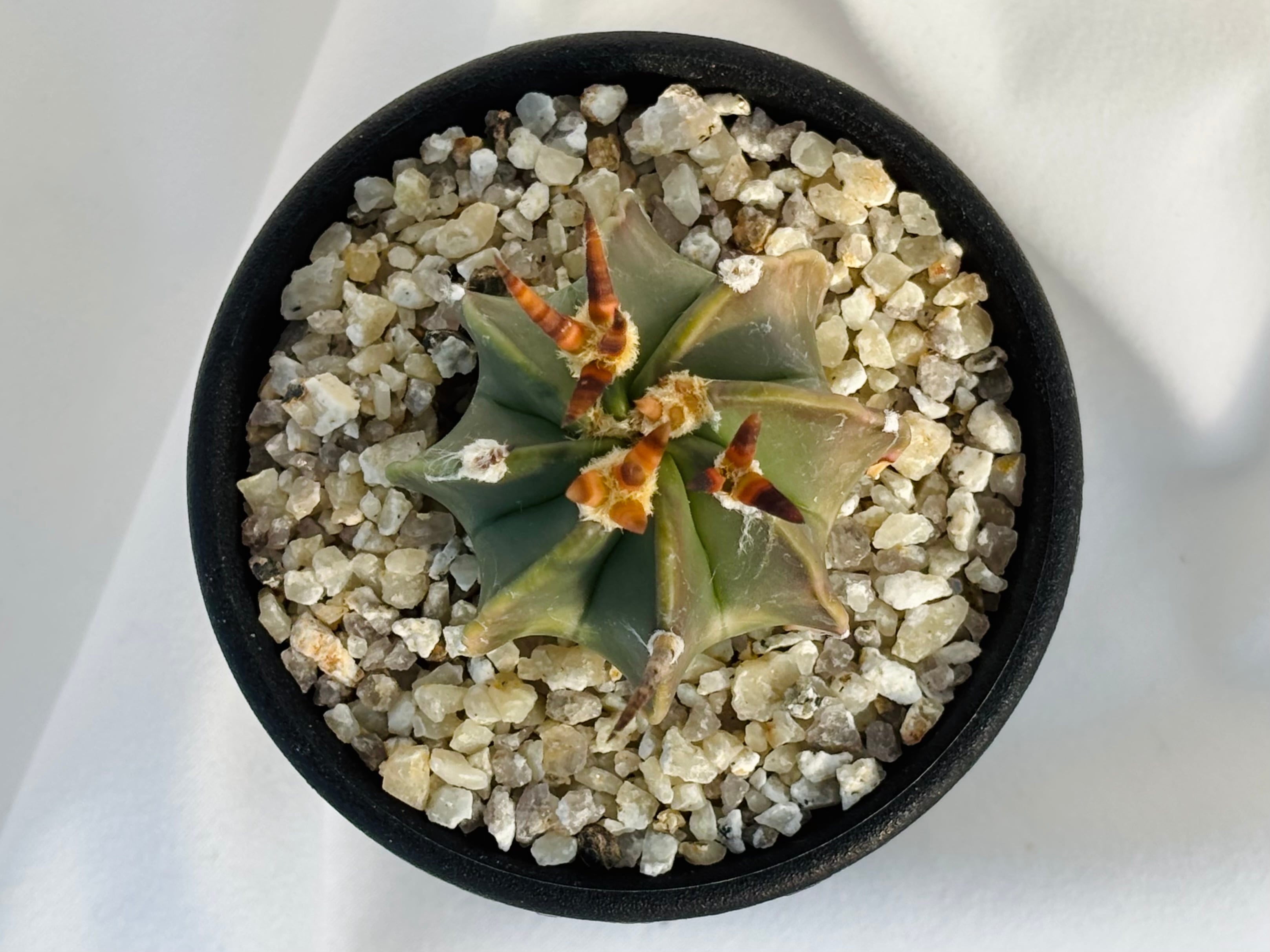 Astrophytum capricorne v. crassispinum アストロフィツム 水牛大鳳玉