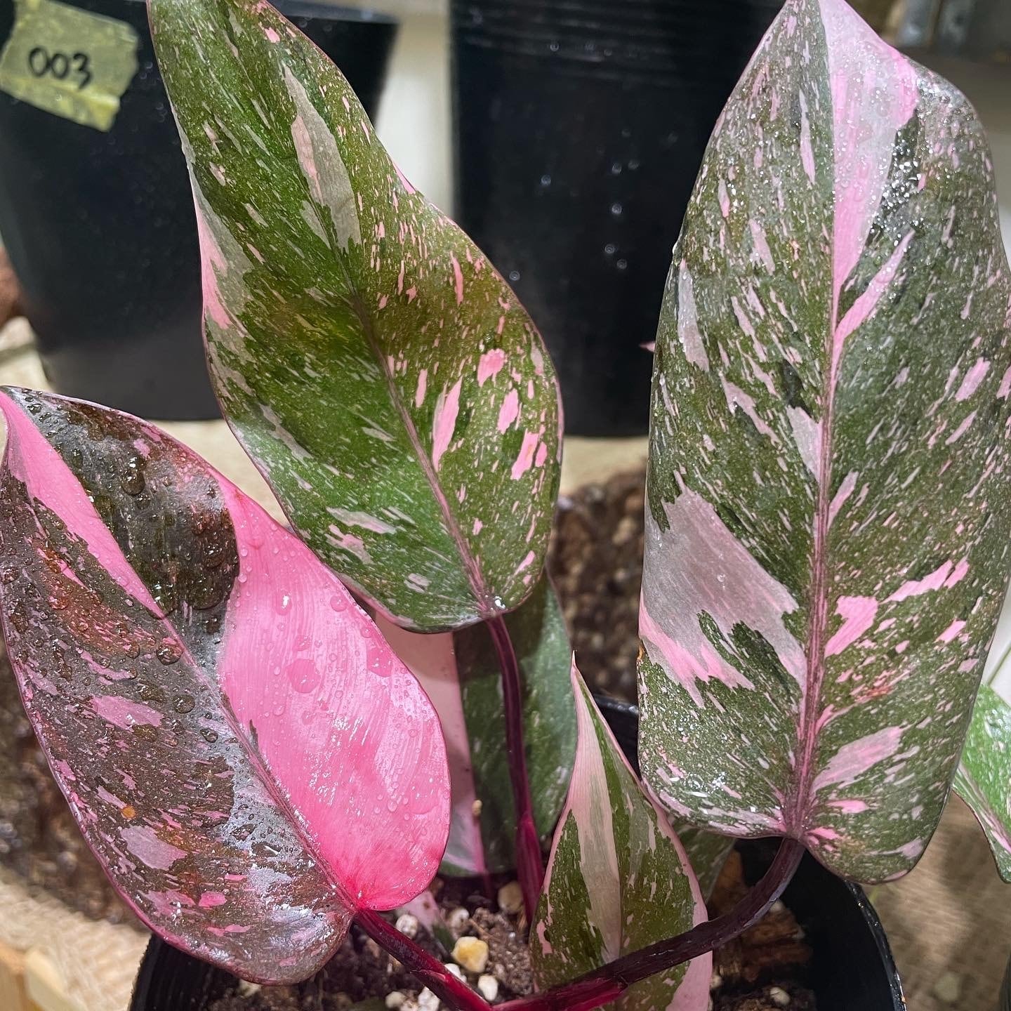 希少】Philodendron Pink Princess Marble 