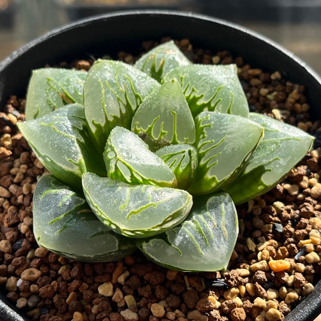 ハオルチア 花狐錦 | mocono_plants