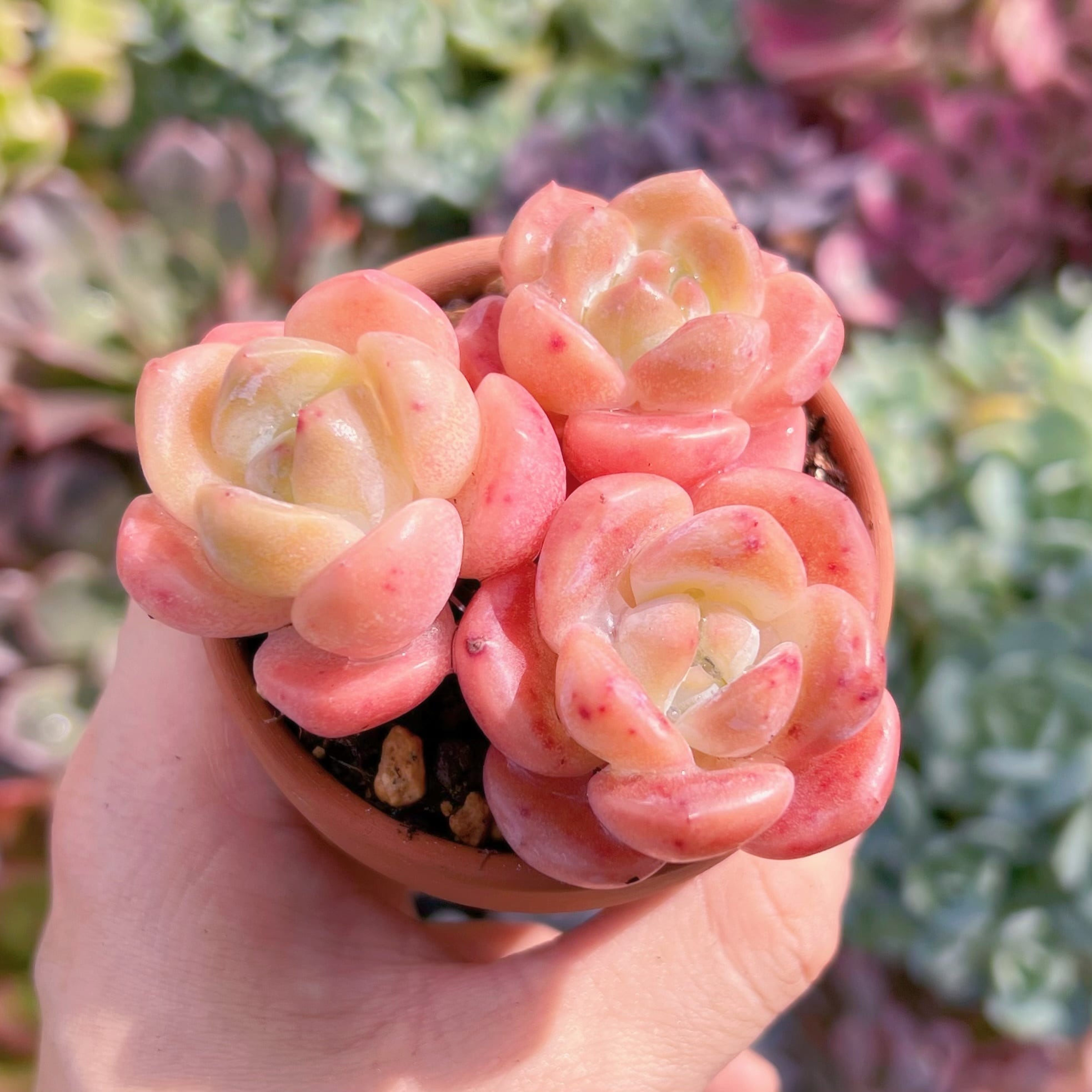 多肉植物　ラウイxアイスグリーン　3苗　るる農園