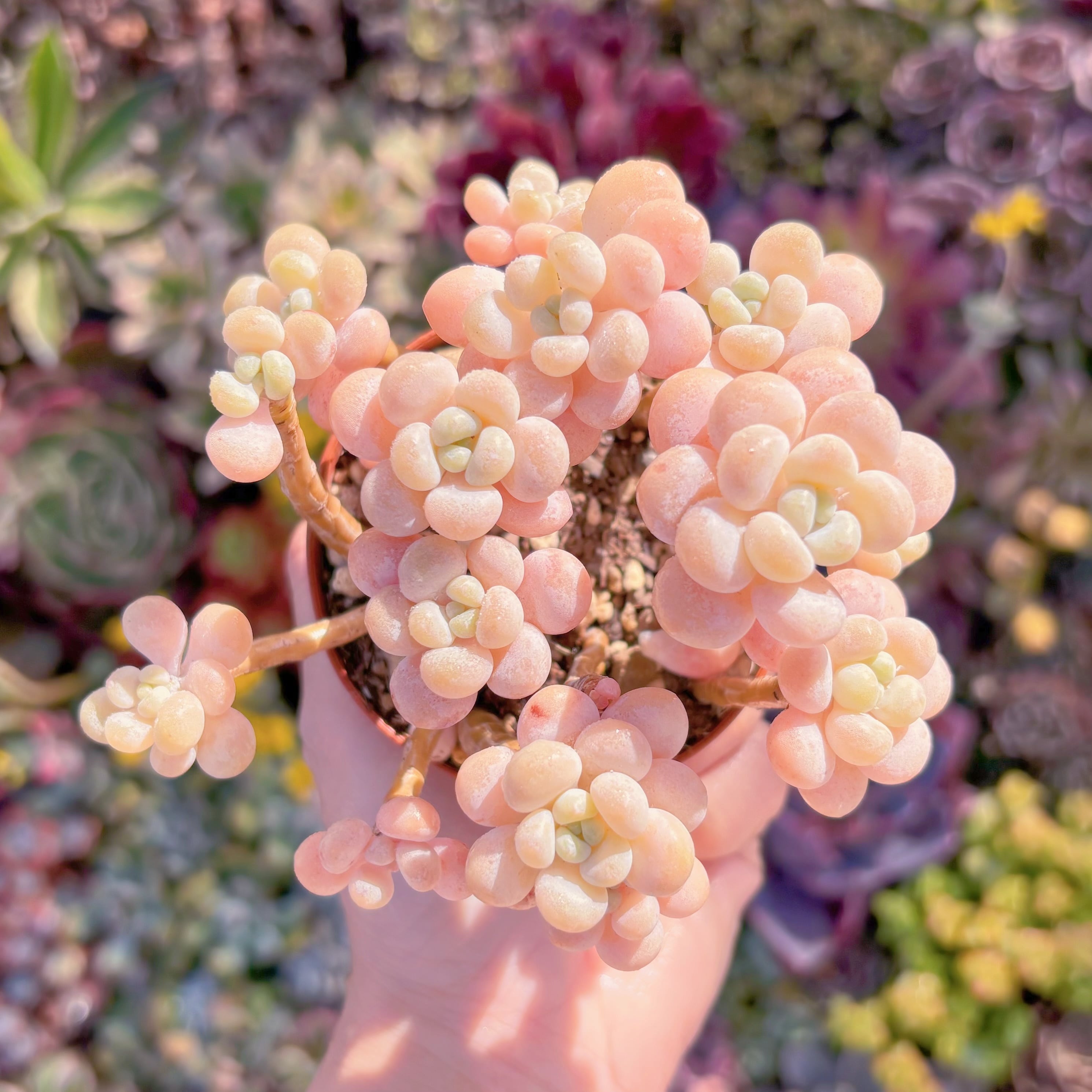 現品　丸葉ストロベリーミルク#692　群生　るる農園