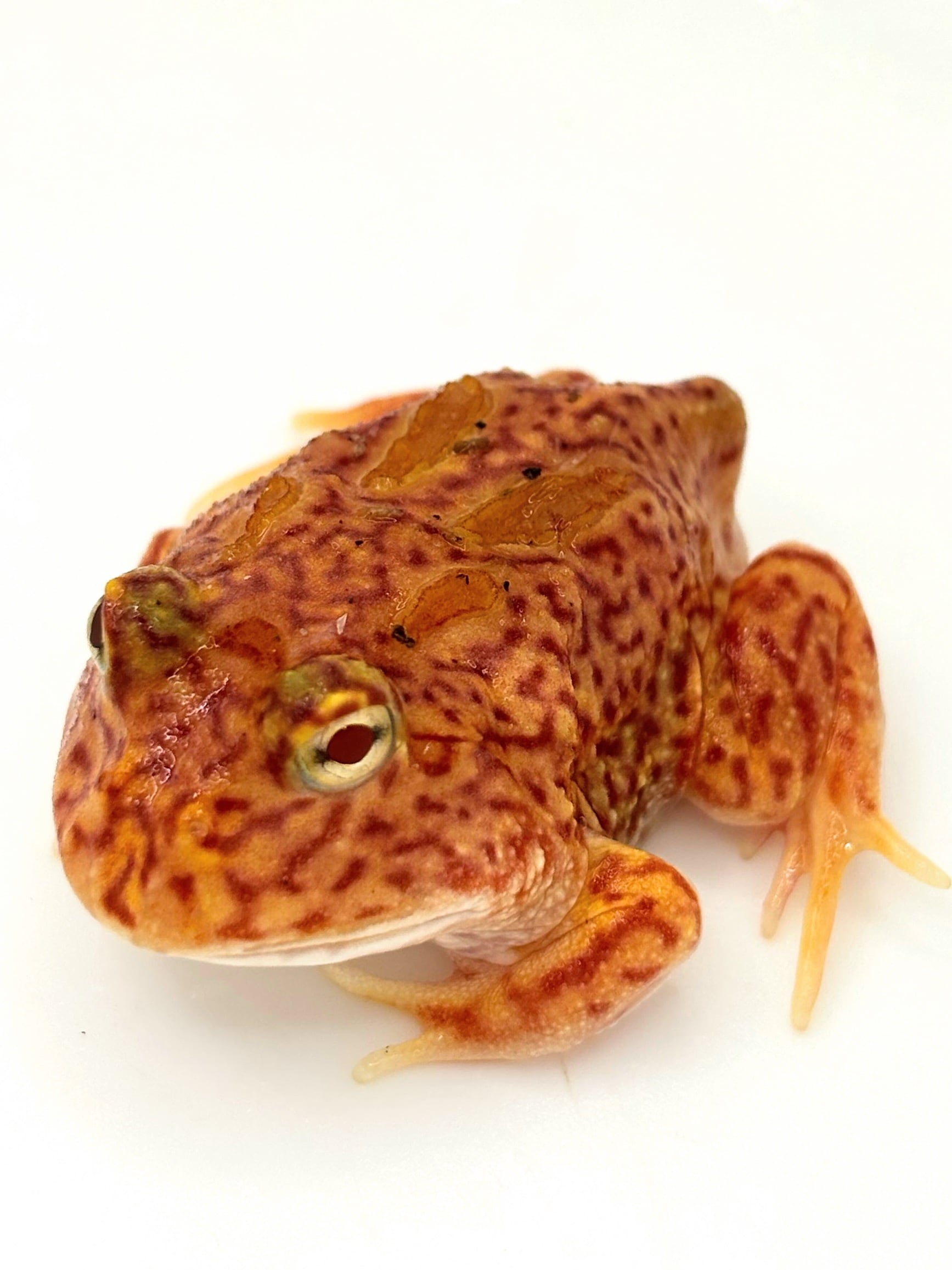 ●カエルの森工房　クランウェルツノガエル● ○カエルの森工房 クランウェルツノガエル